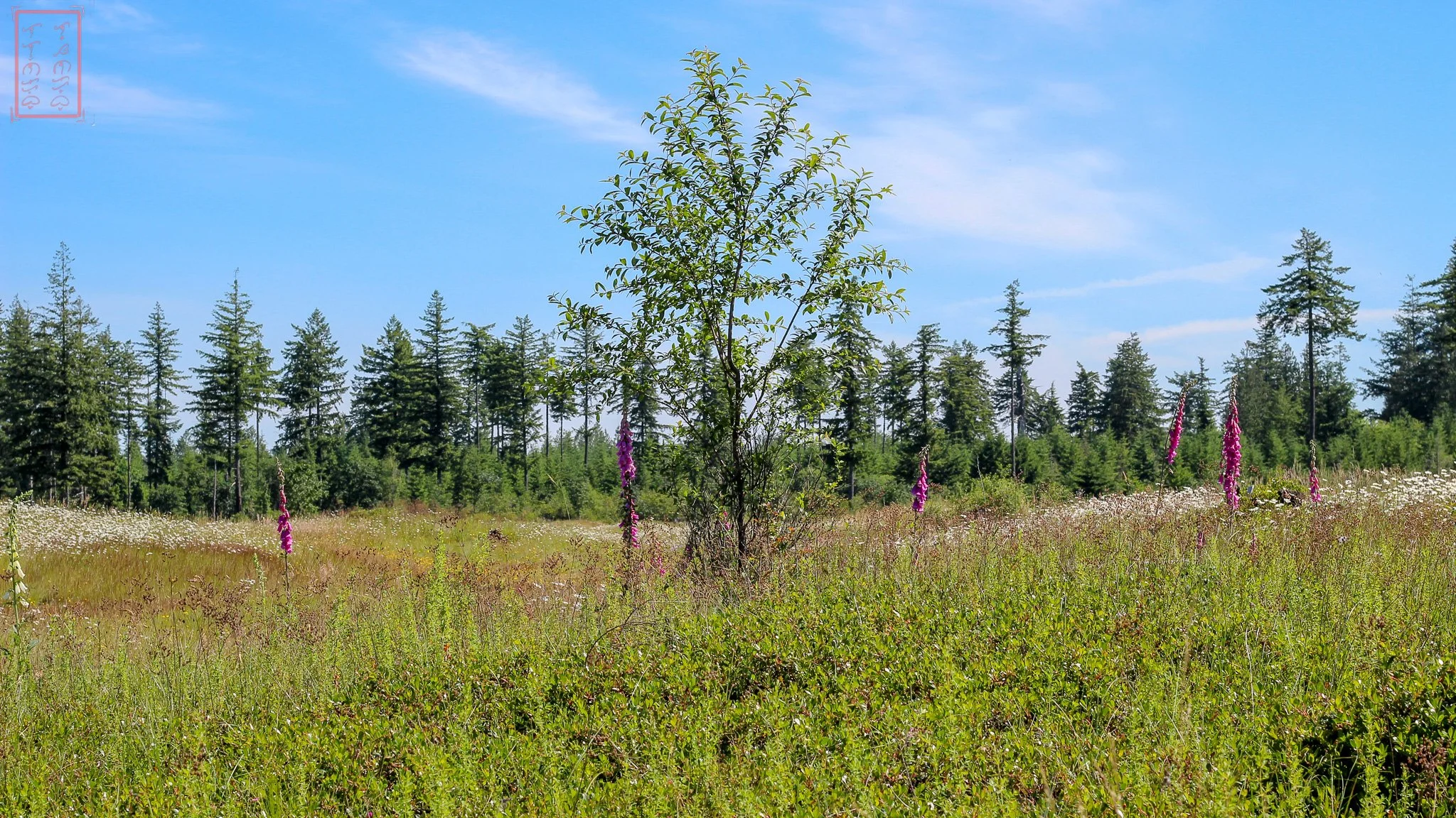 WA: Mima Mounds