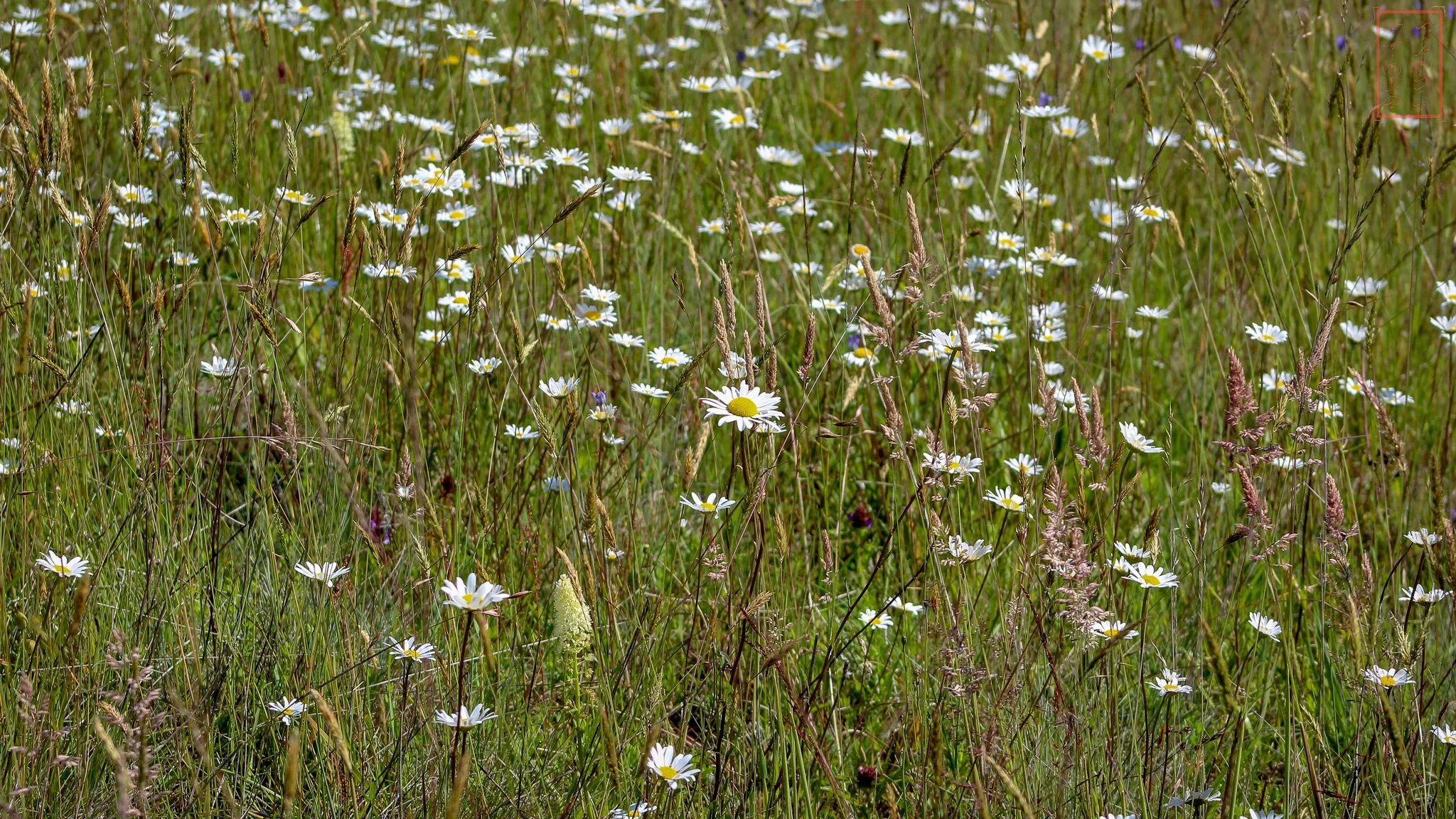 WA: Mima Mounds