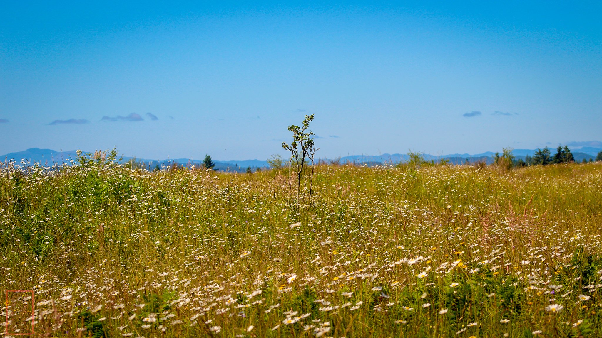 WA: Mima Mounds