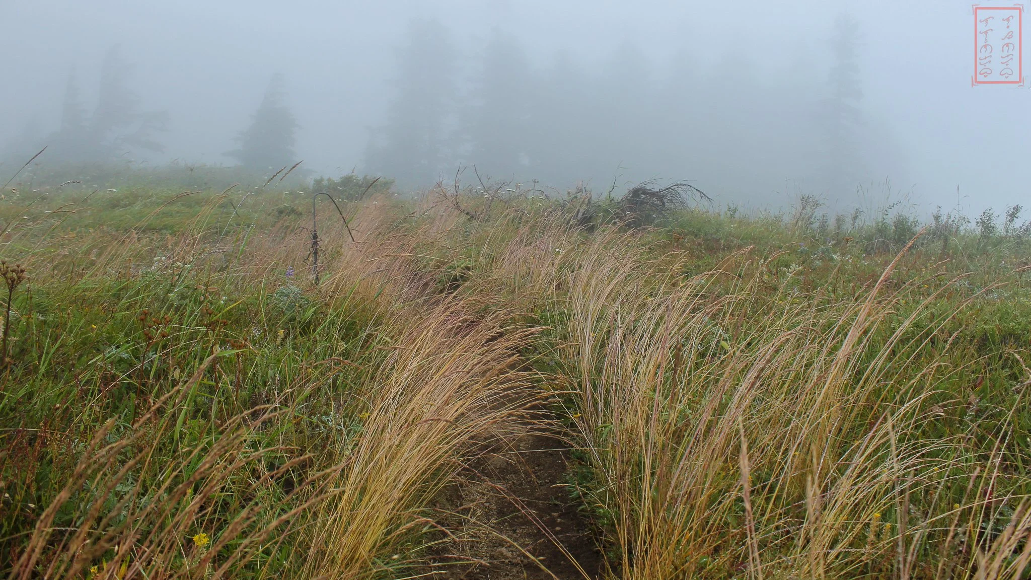 WA: Grassy Knoll