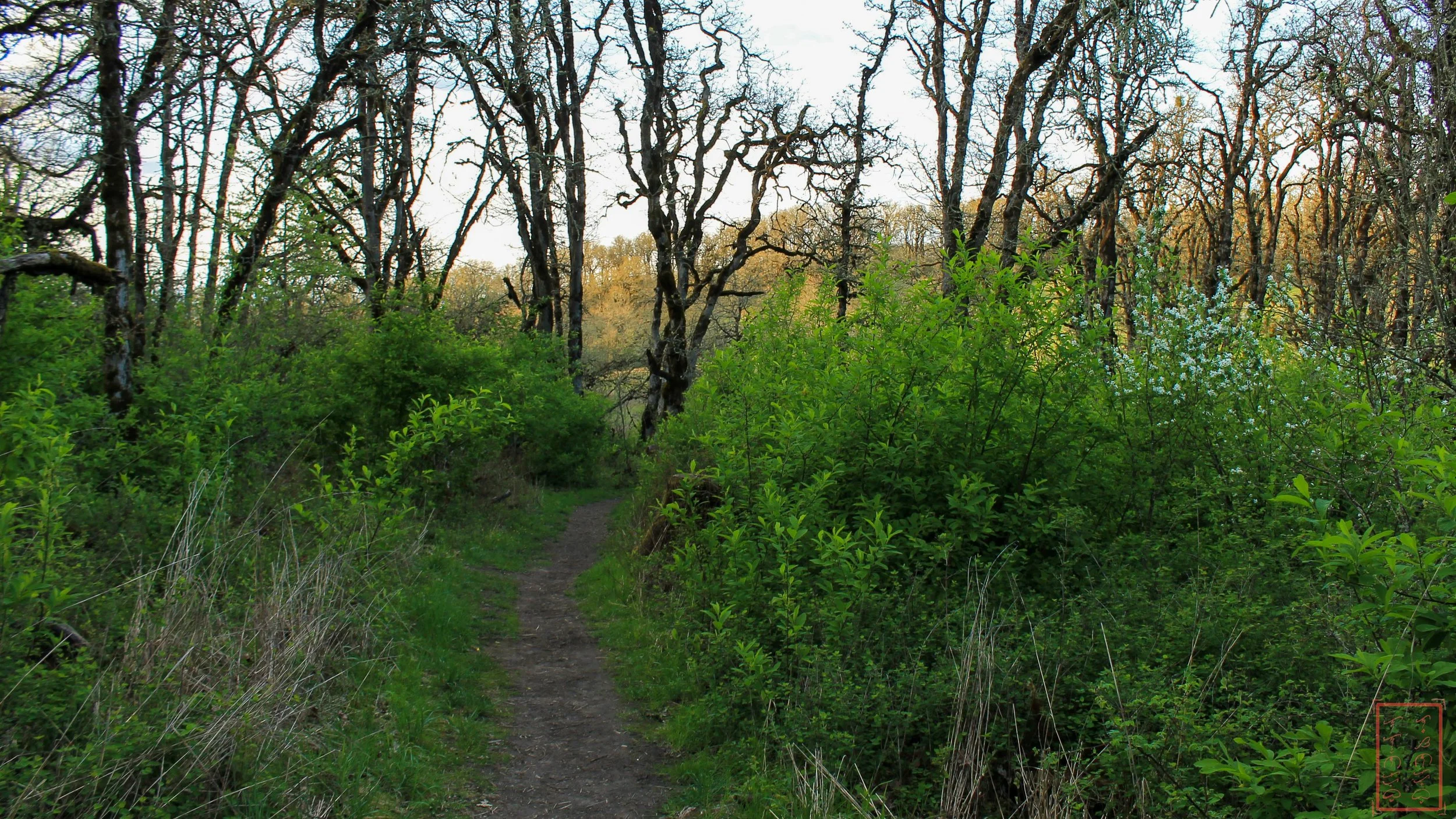 OR: Baskett Slough