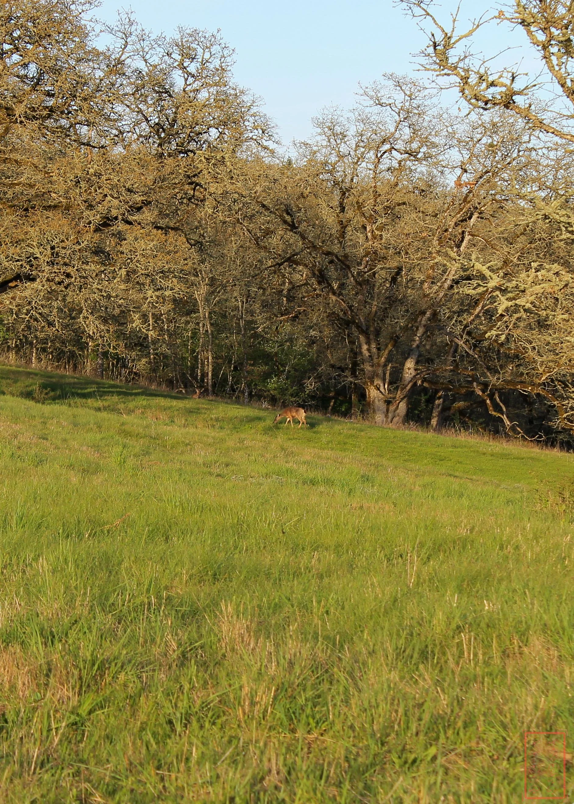 OR: Baskett Slough