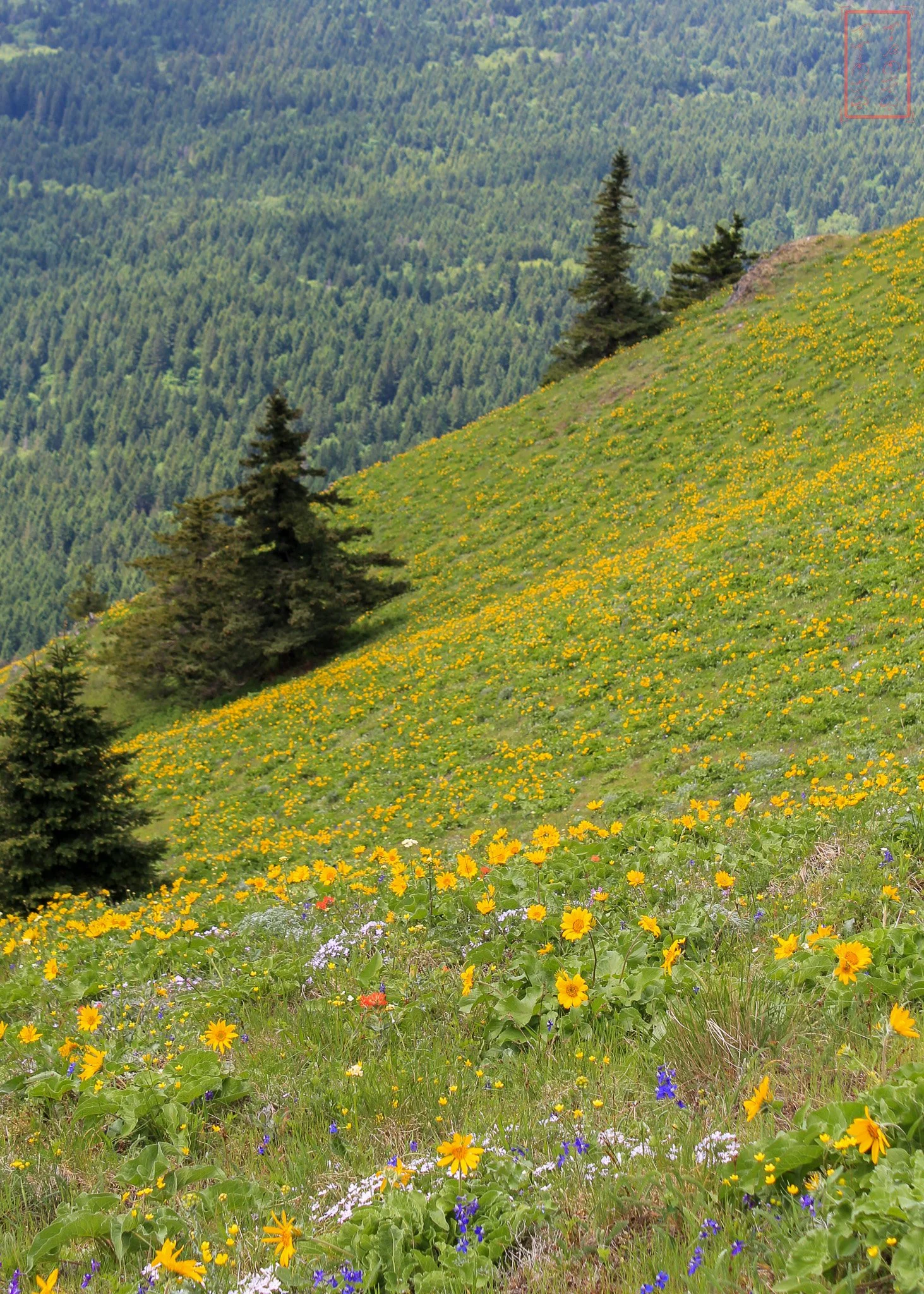 WA: Dog Mountain