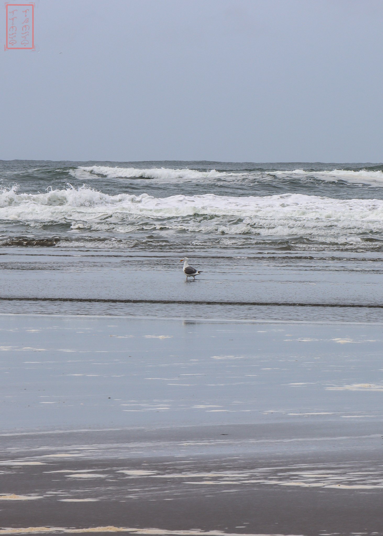 WA: Cape Disappointment