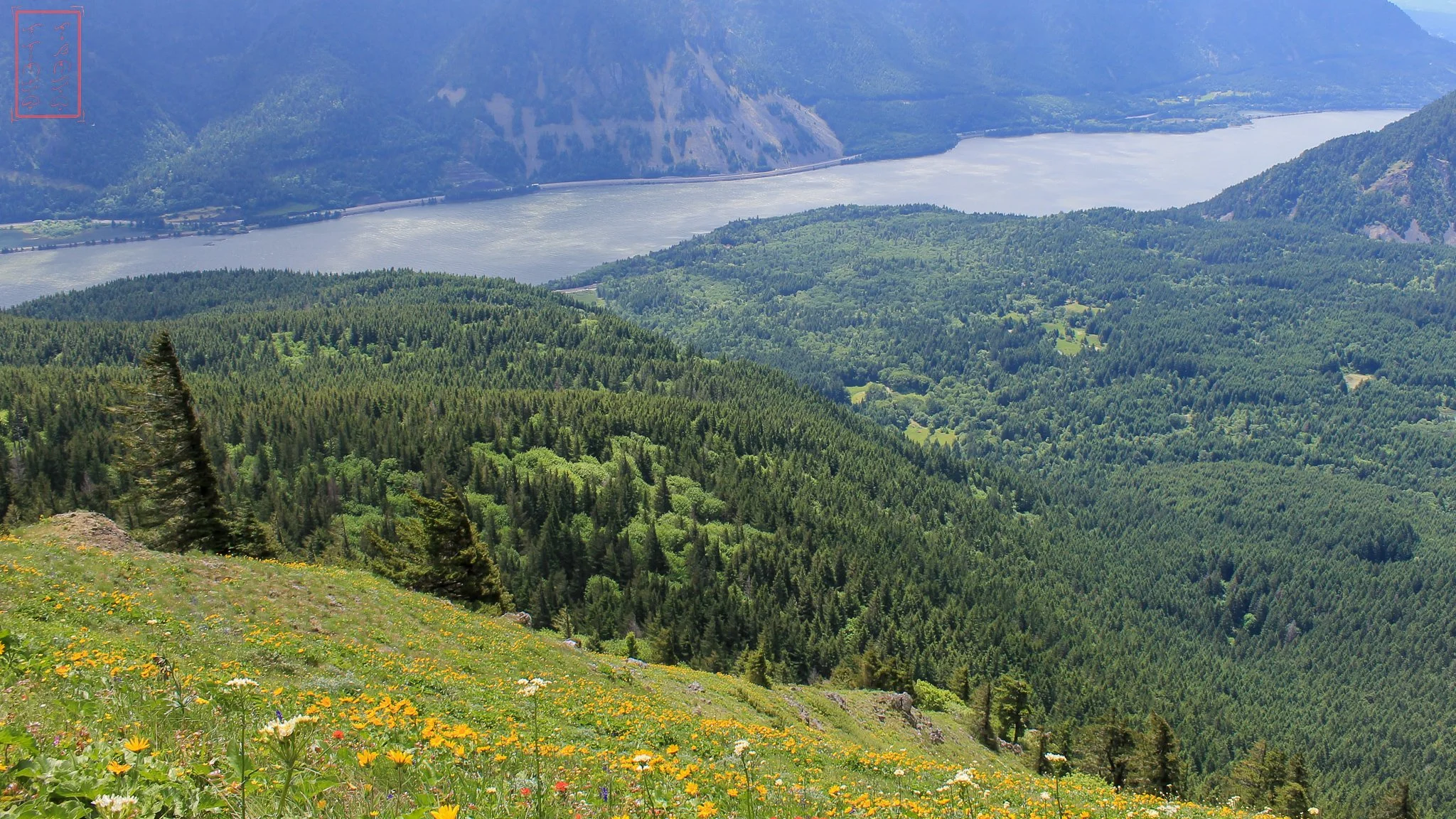 WA: Dog Mountain