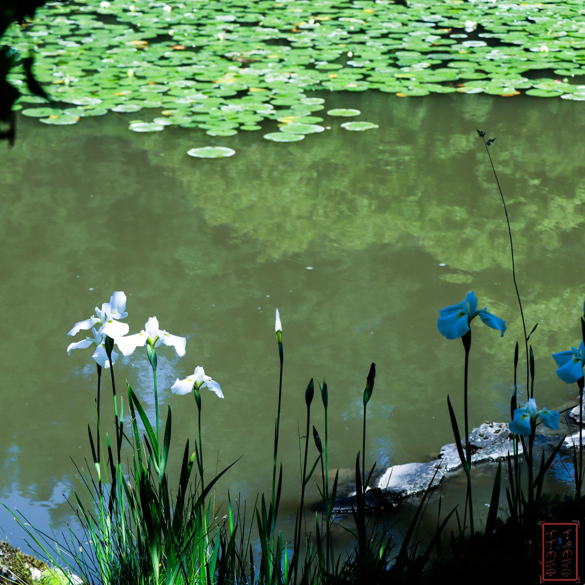 JapaneseGardens_1x1-5.jpg