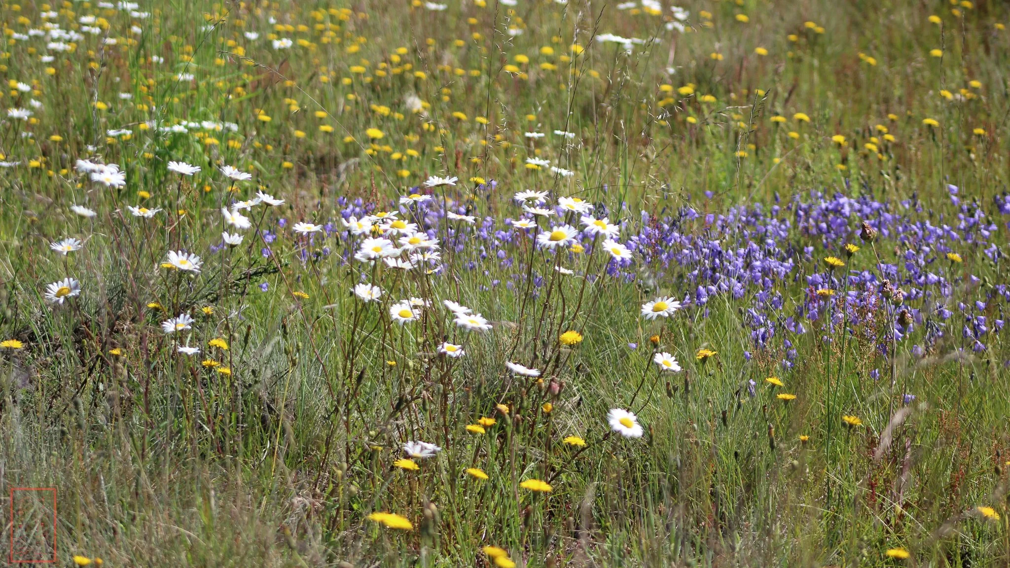 WA: Mima Mounds