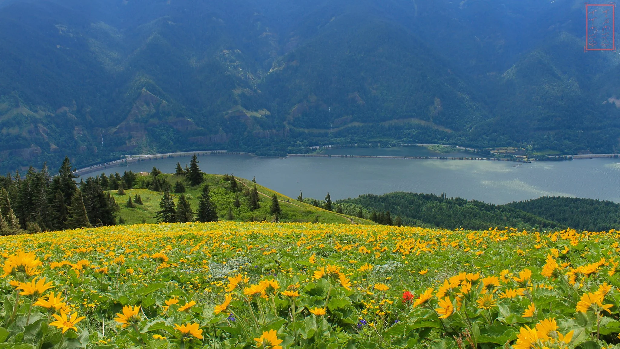 WA: Dog Mountain