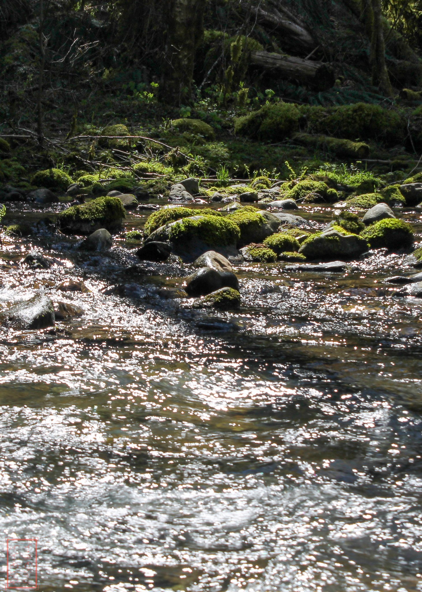 WA: Panther Creek