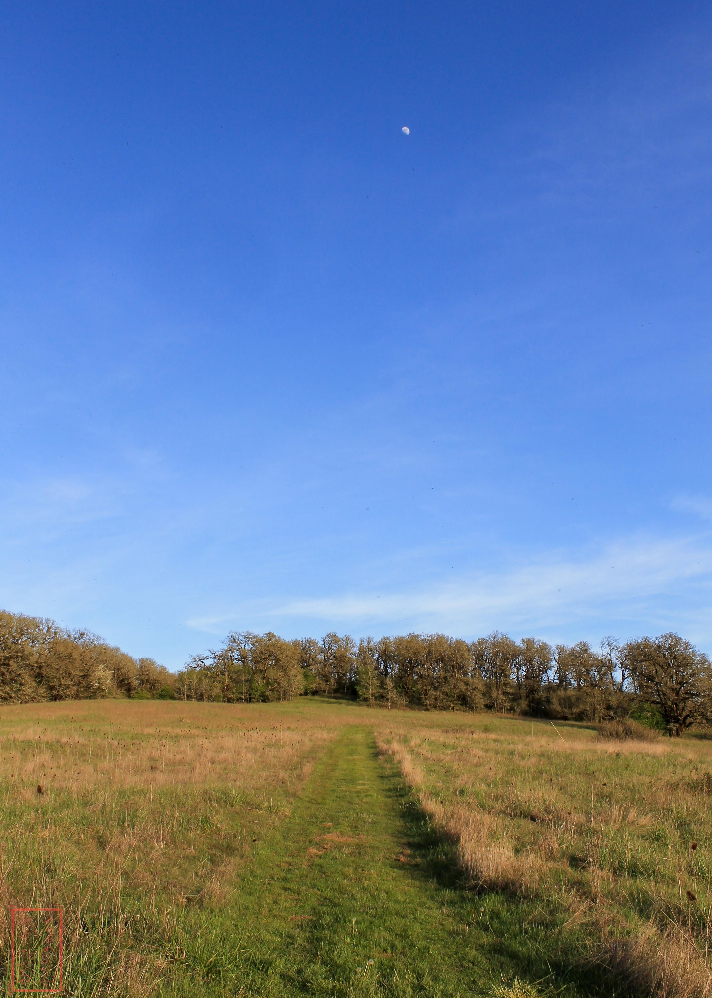 OR: Baskett Slough