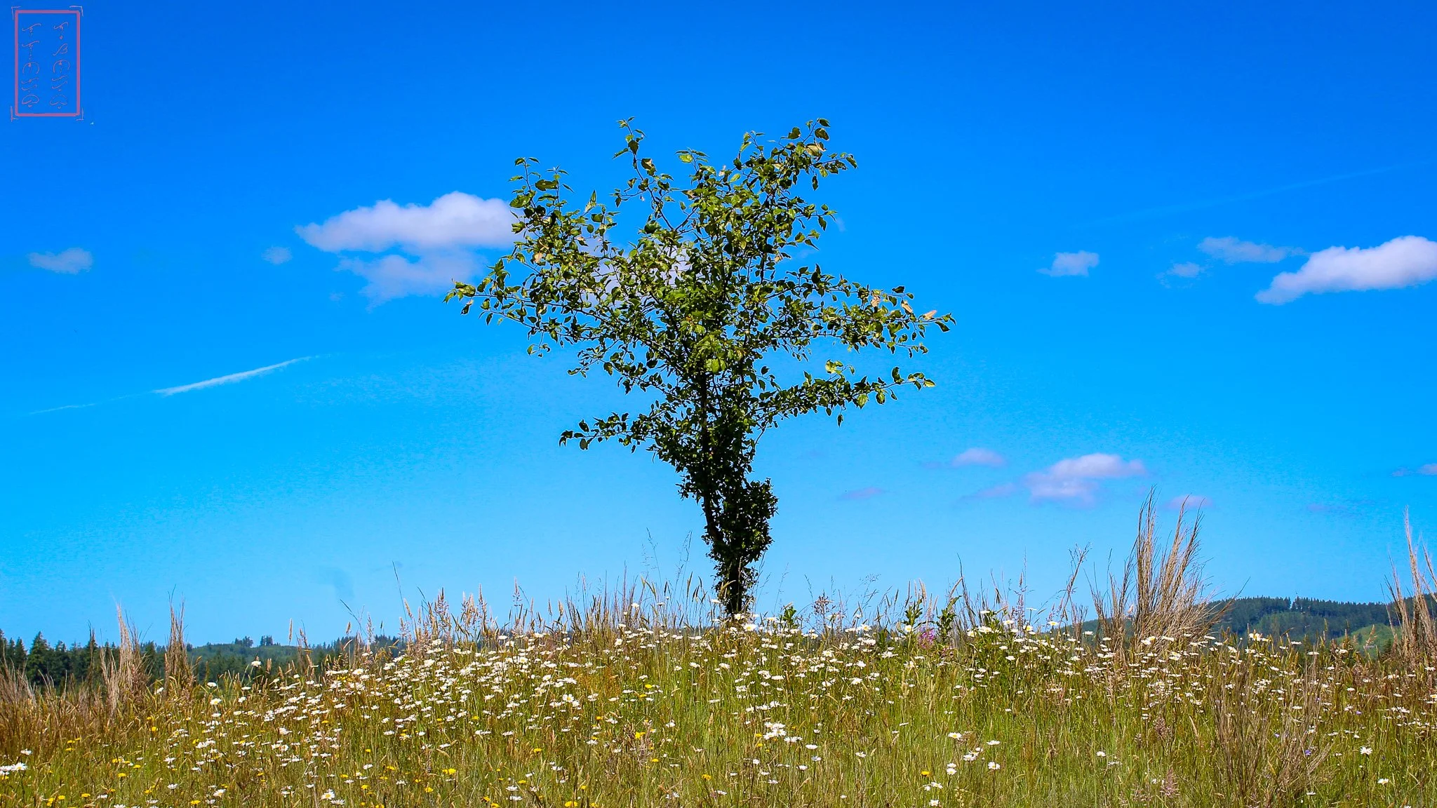 WA: Mima Mounds