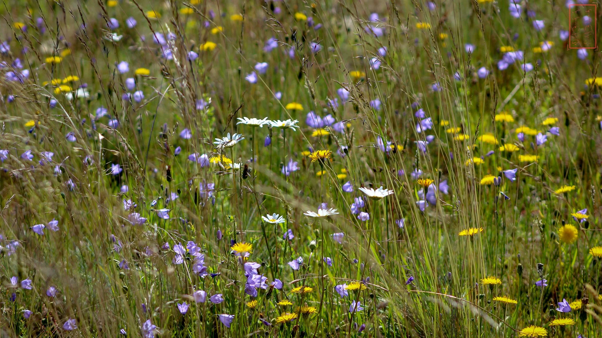 WA: Mima Mounds