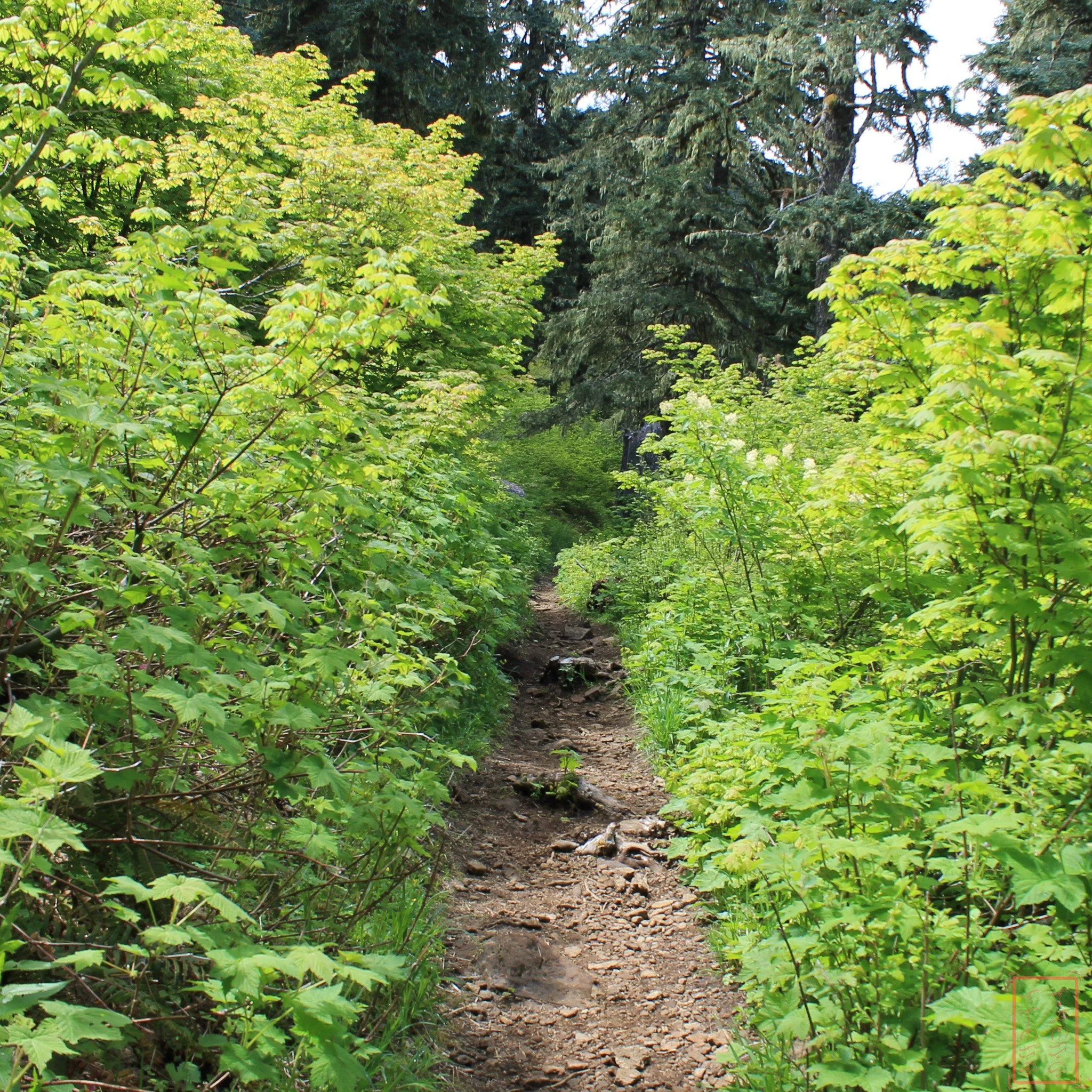 OR: Mary's Peak