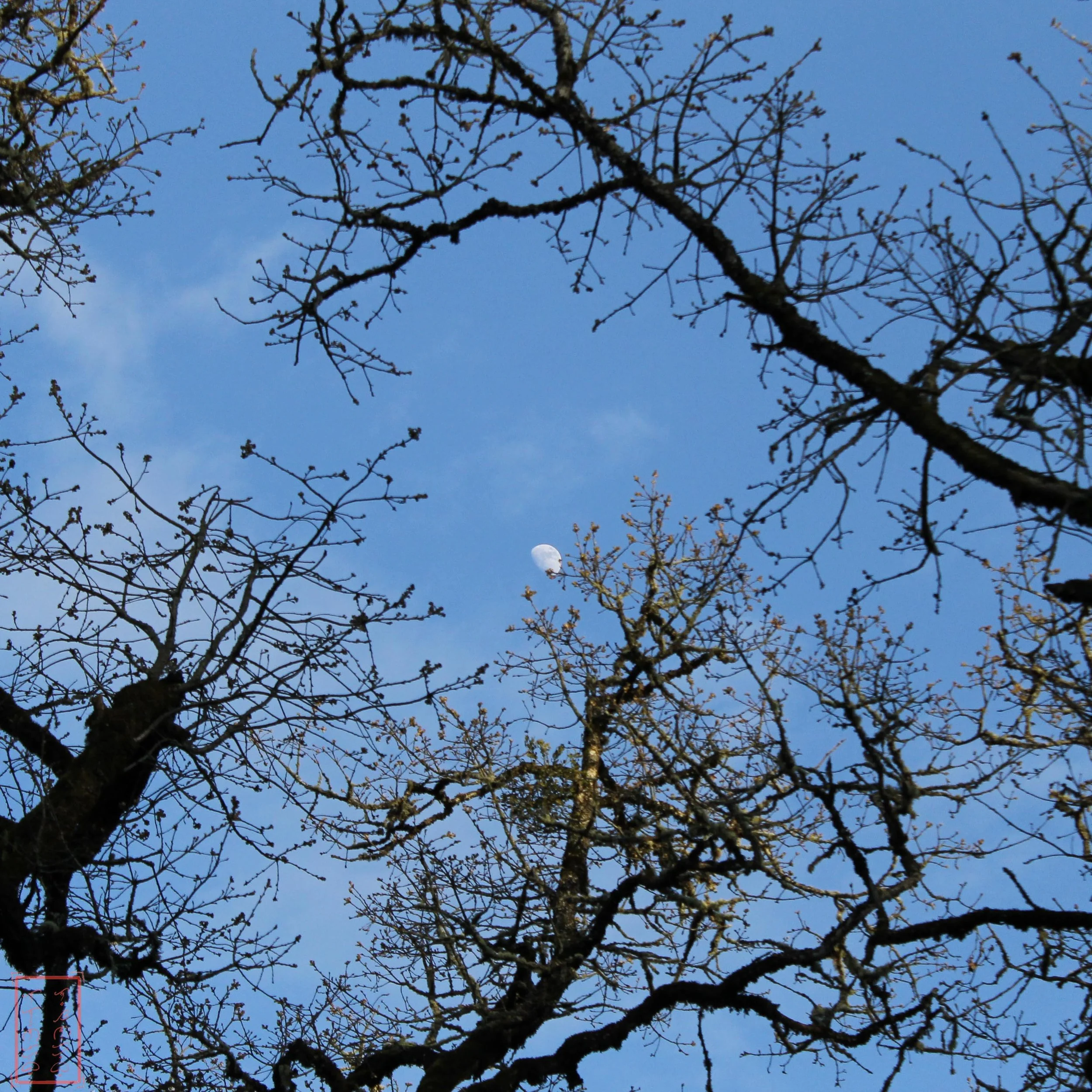 OR: Baskett Slough