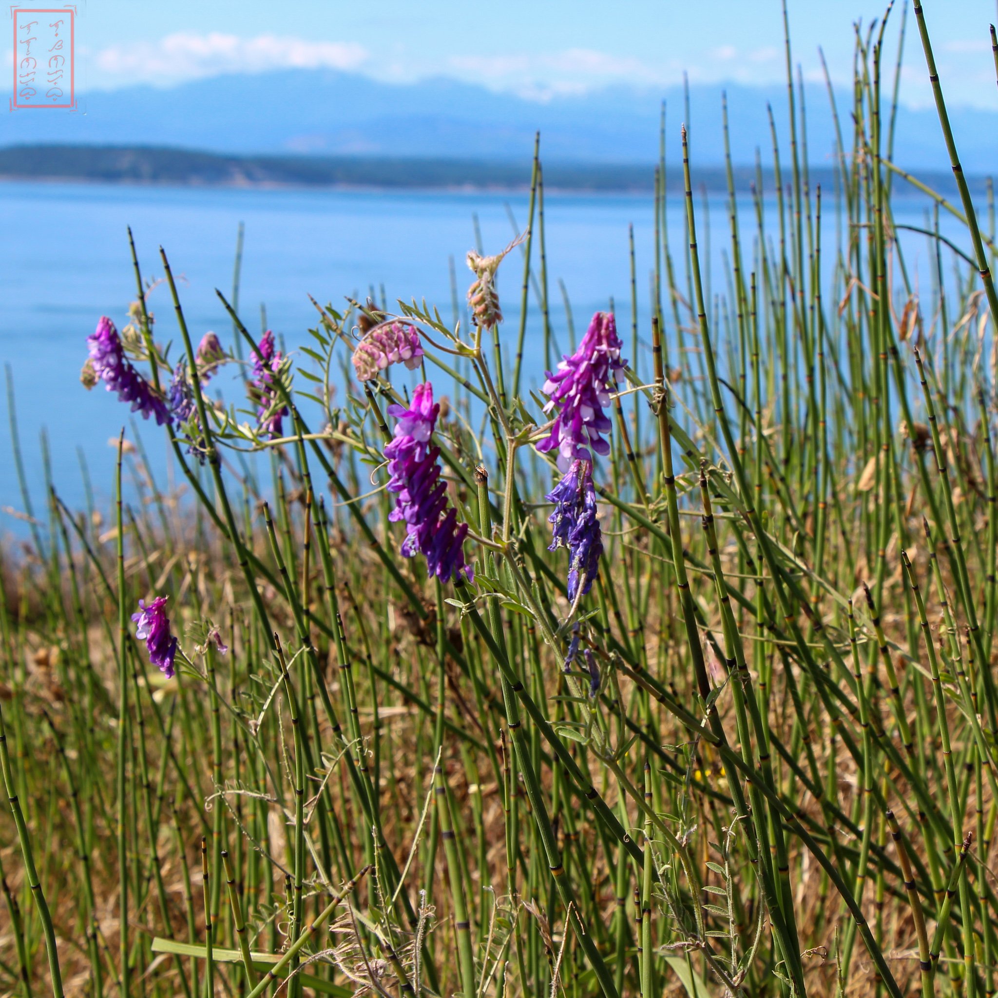 WA: Ebey's Landing