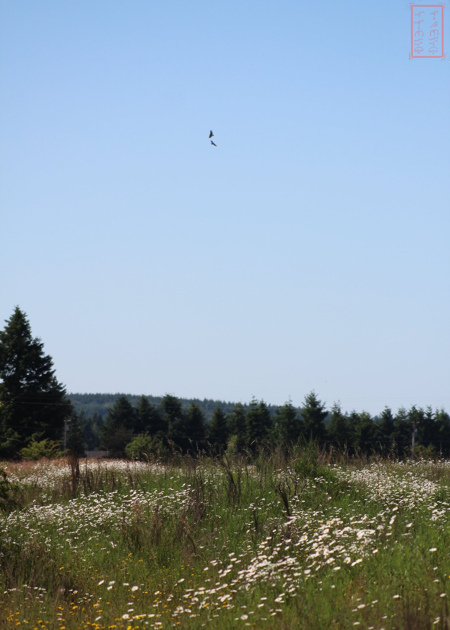 WA: Mima Mounds