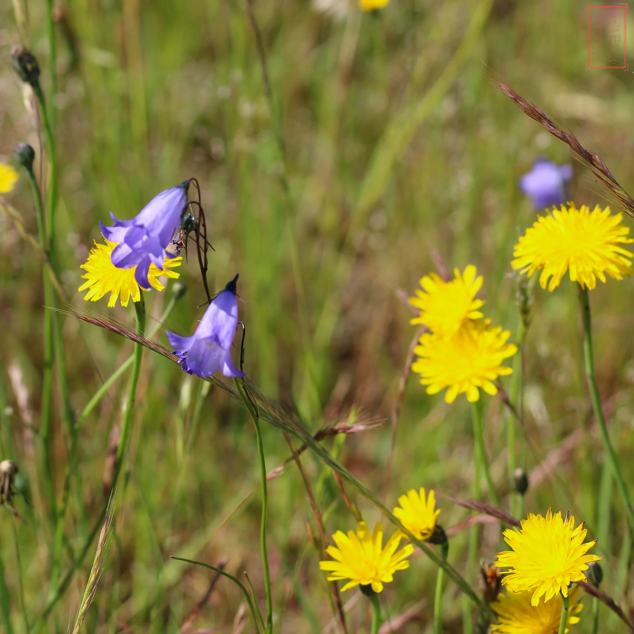 WA: Mima Mounds