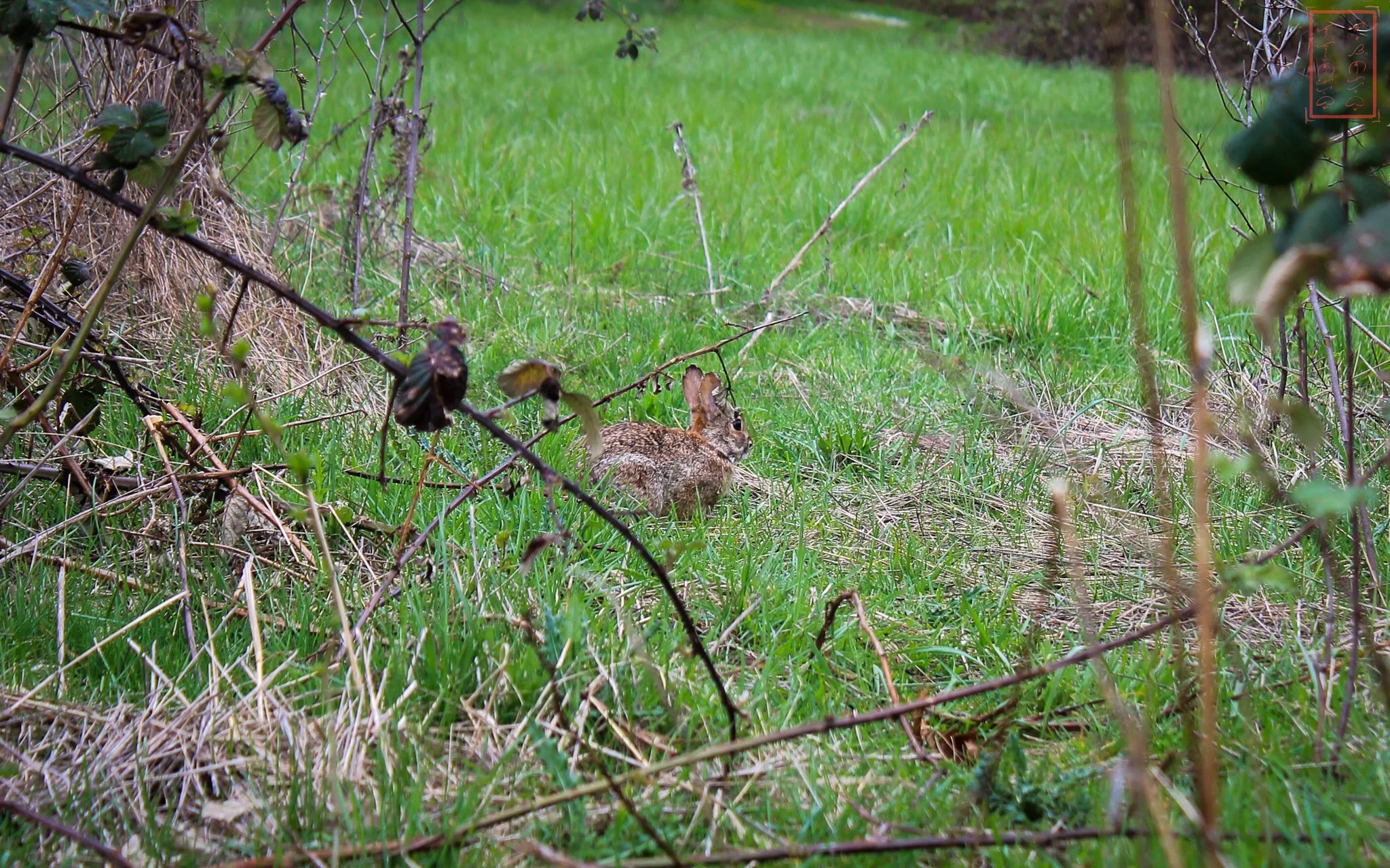 OR: William L. Finley National Wildlife Refuge