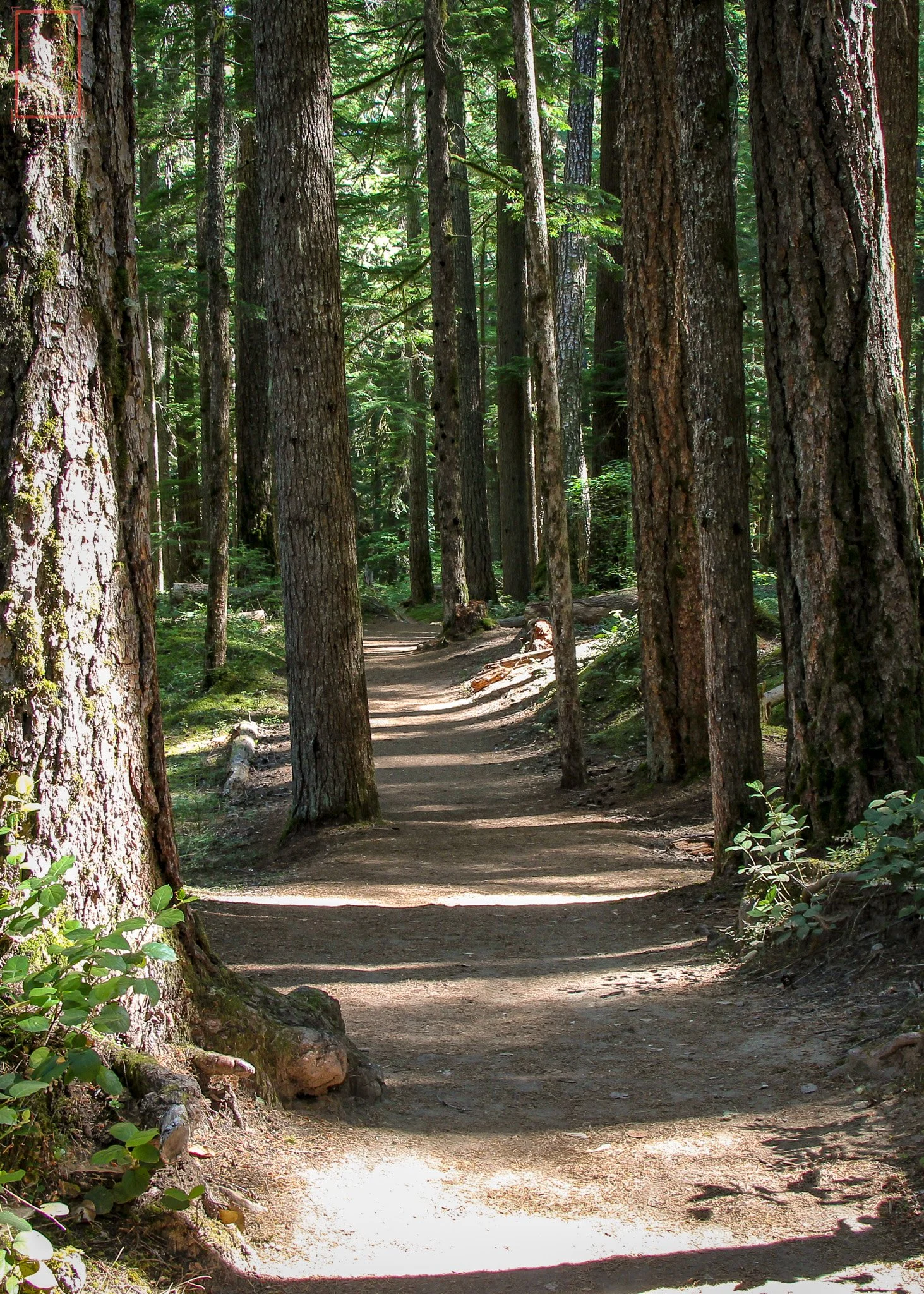 WA: Silver Falls