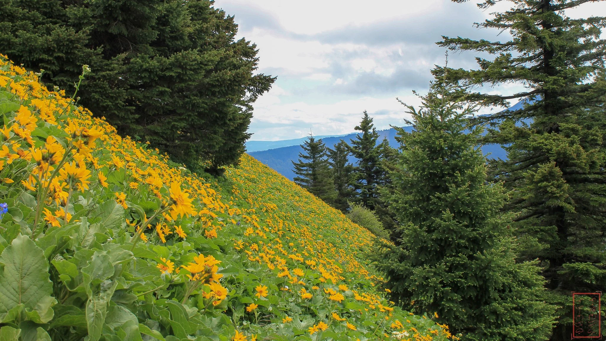 WA: Dog Mountain