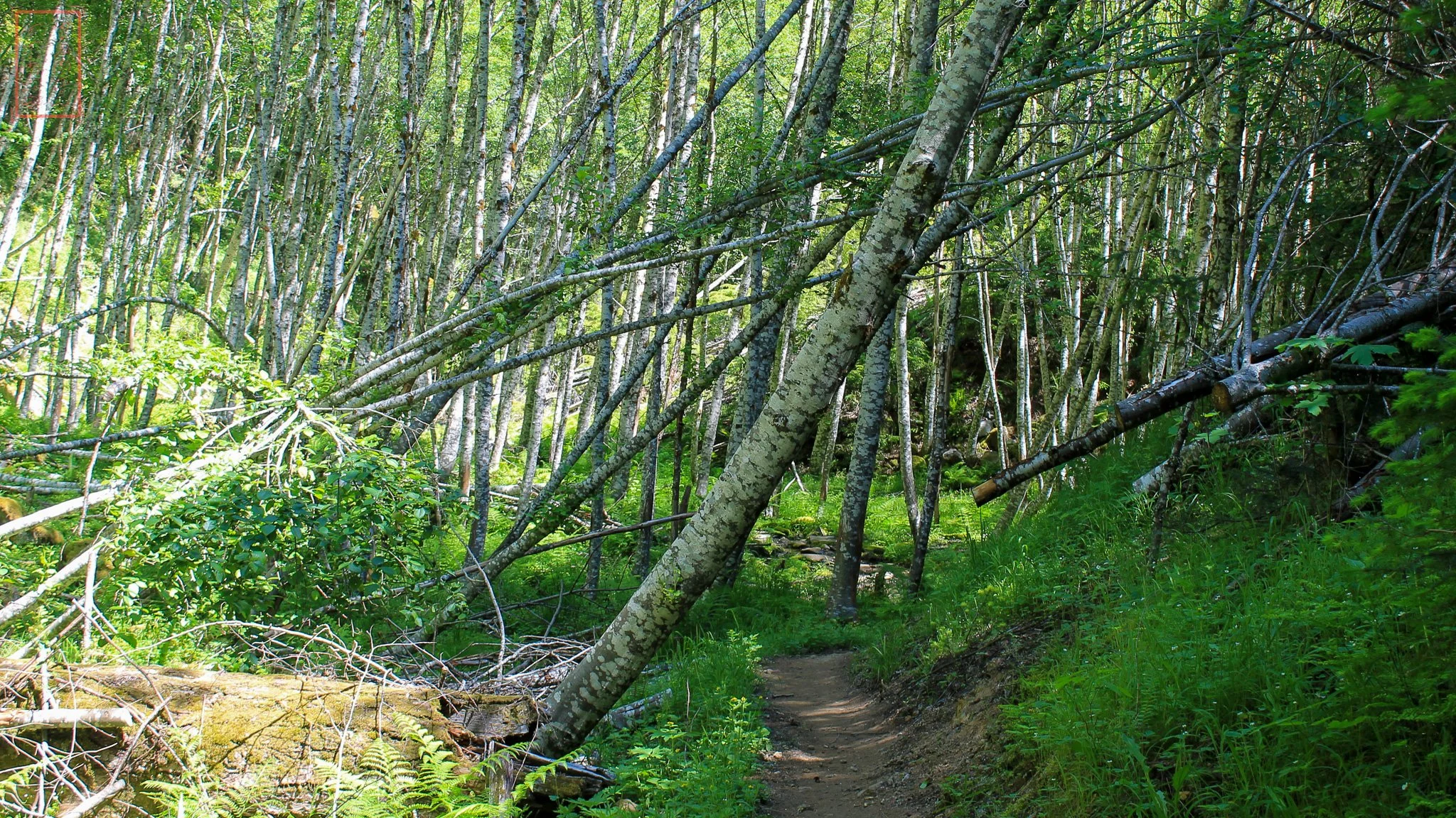 WA: Lava Canyon