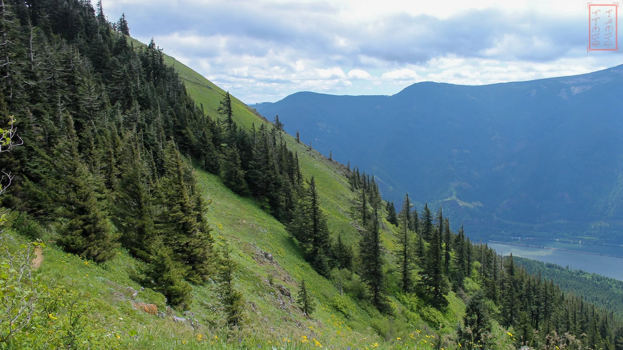 WA: Dog Mountain