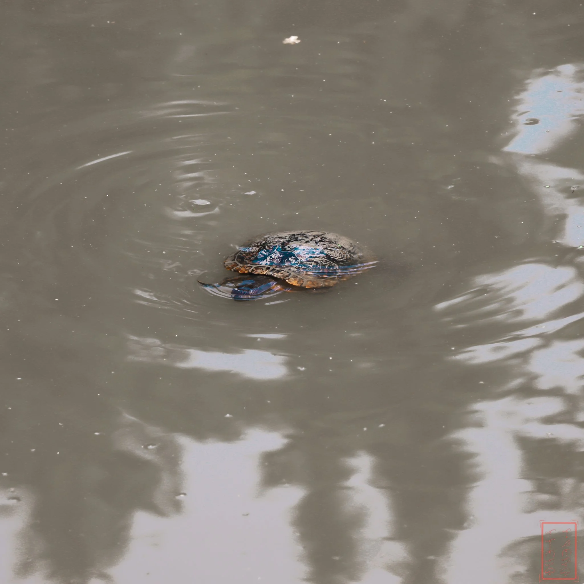 JapaneseGardens_1x1-4.jpg