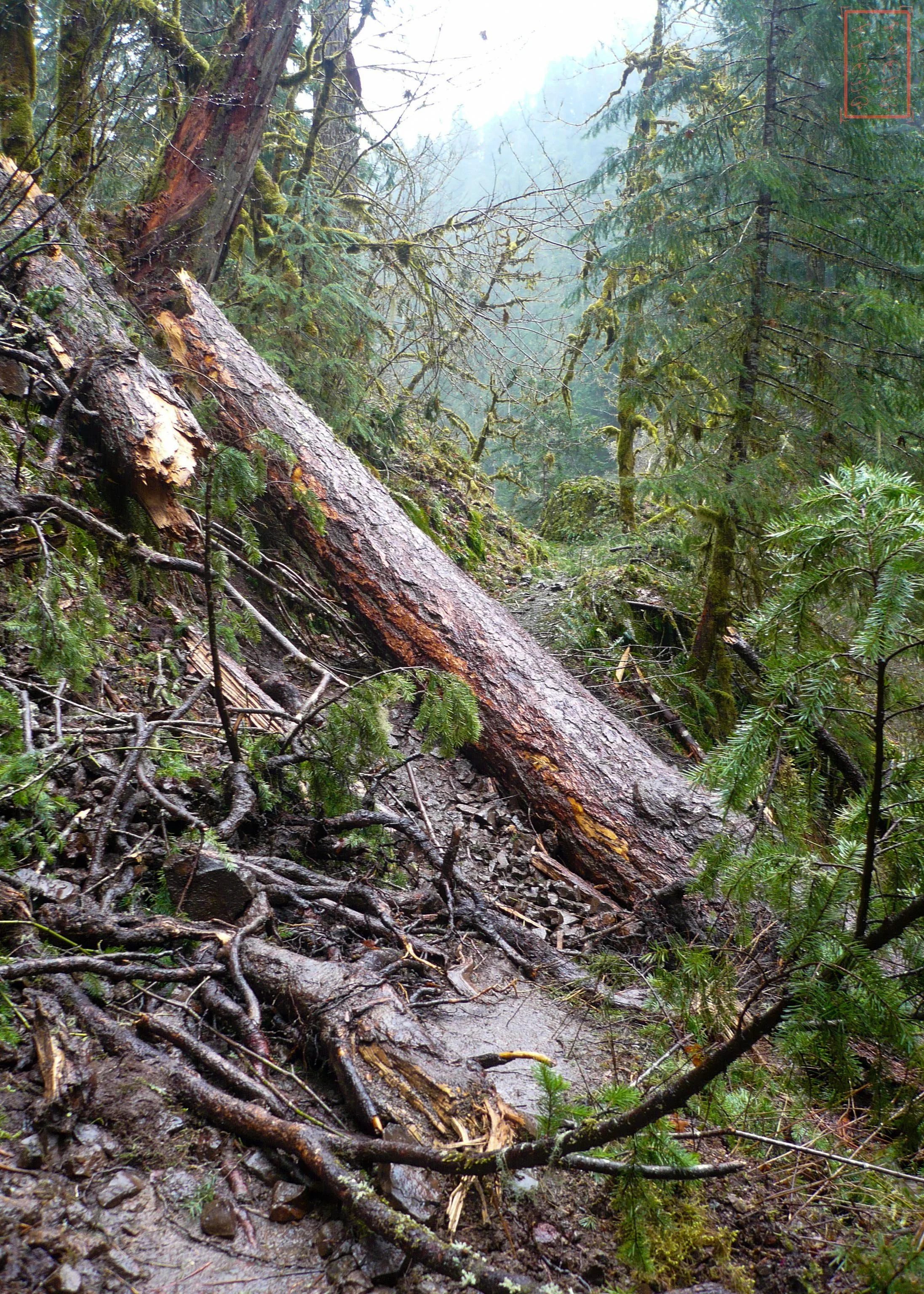 OR: Eagle Creek