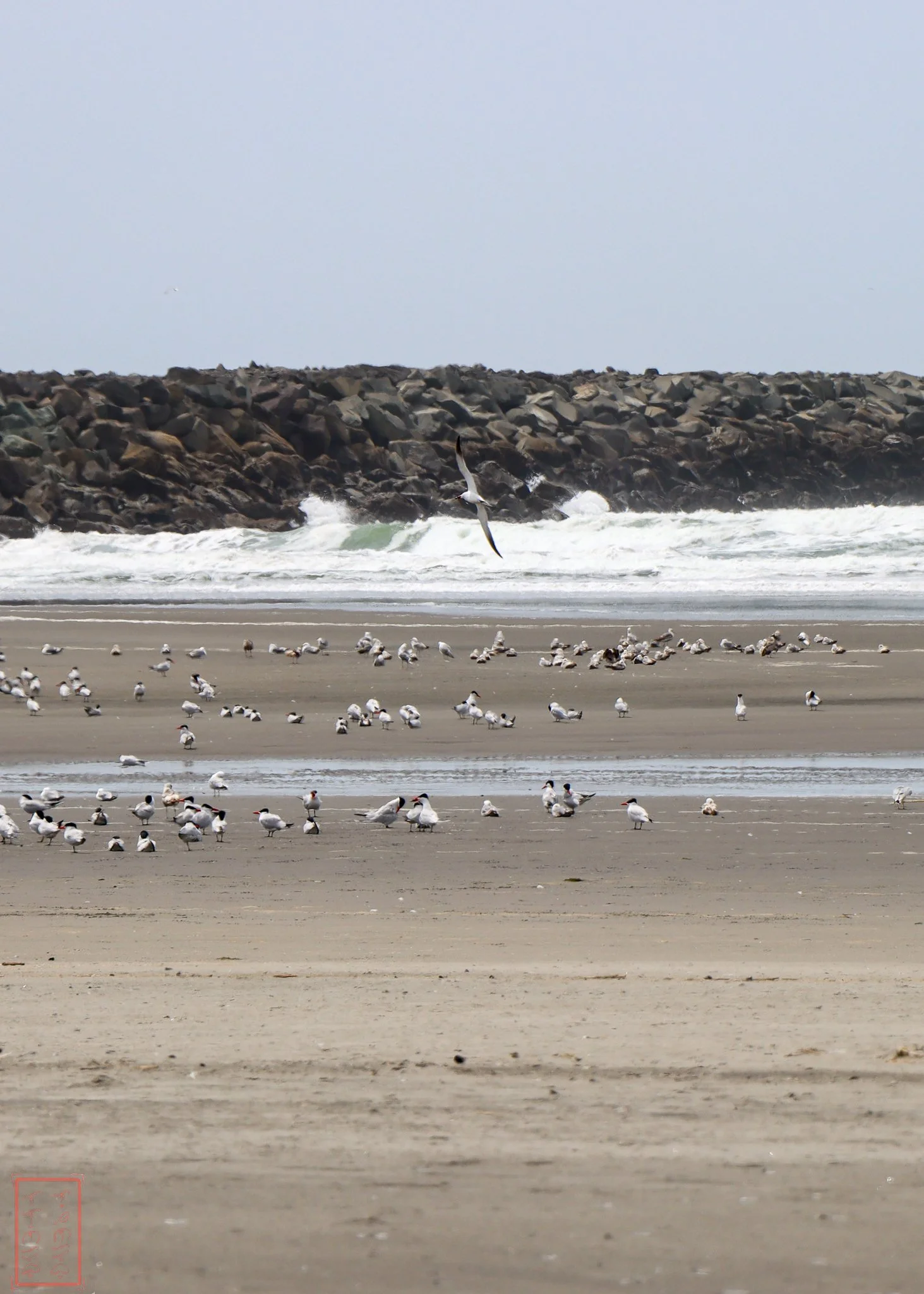 WA: Cape Disappointment
