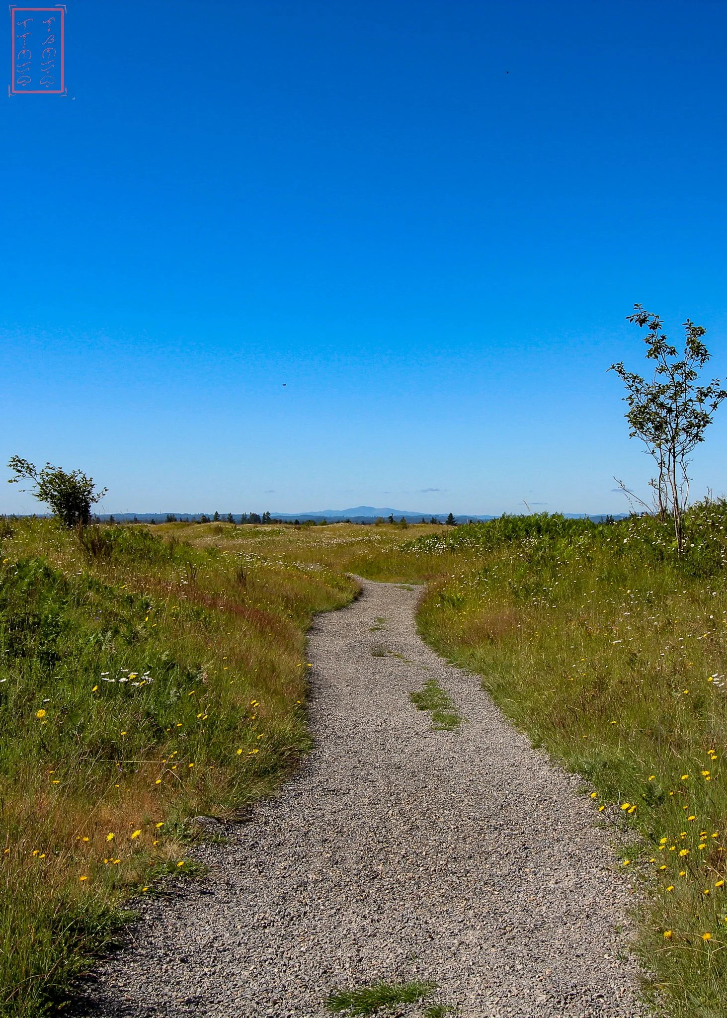 WA: Mima Mounds