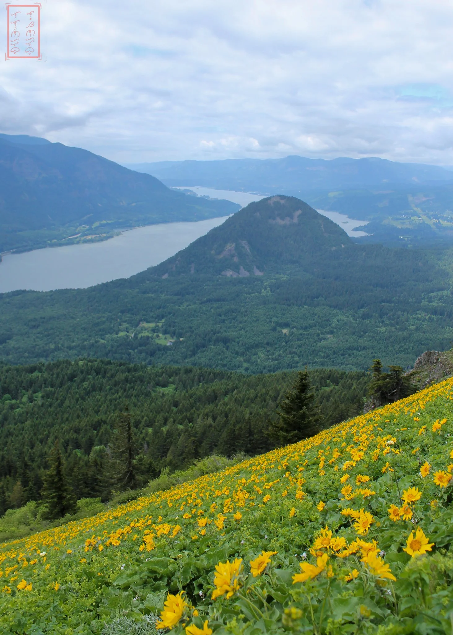 WA: Dog Mountain