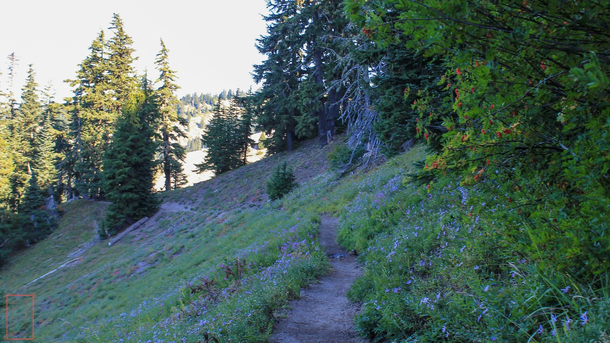 OR: Paradise Park Loop Trail