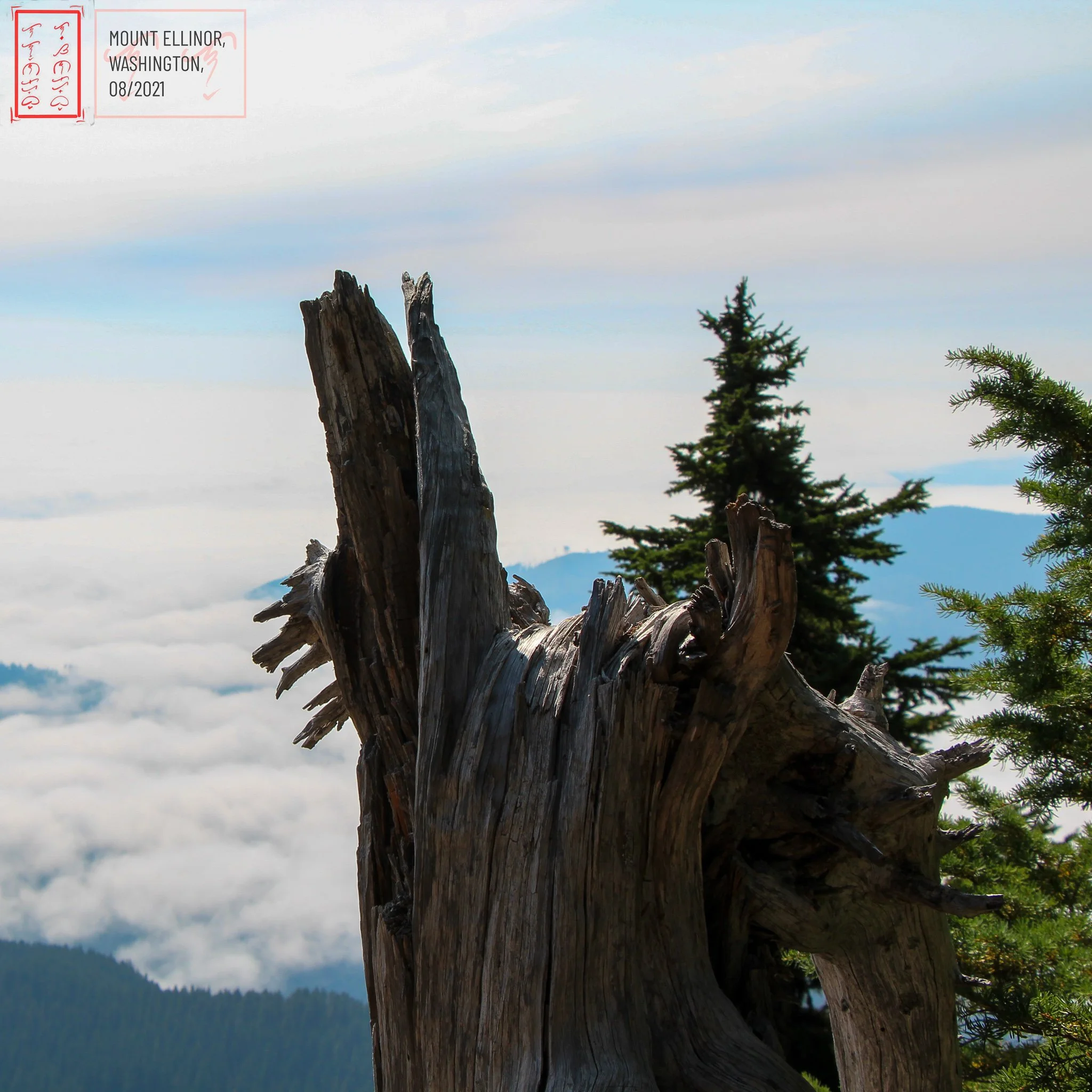 WA: Mount Ellinor