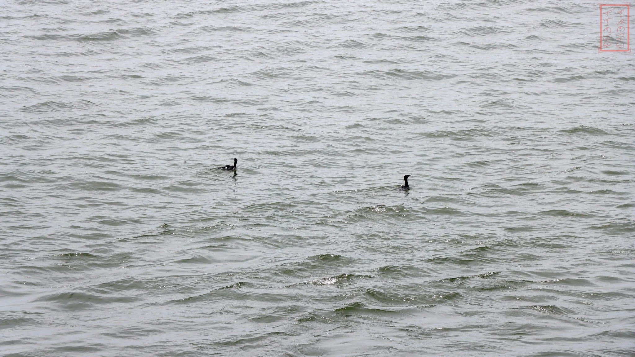 WA: Cape Disappointment