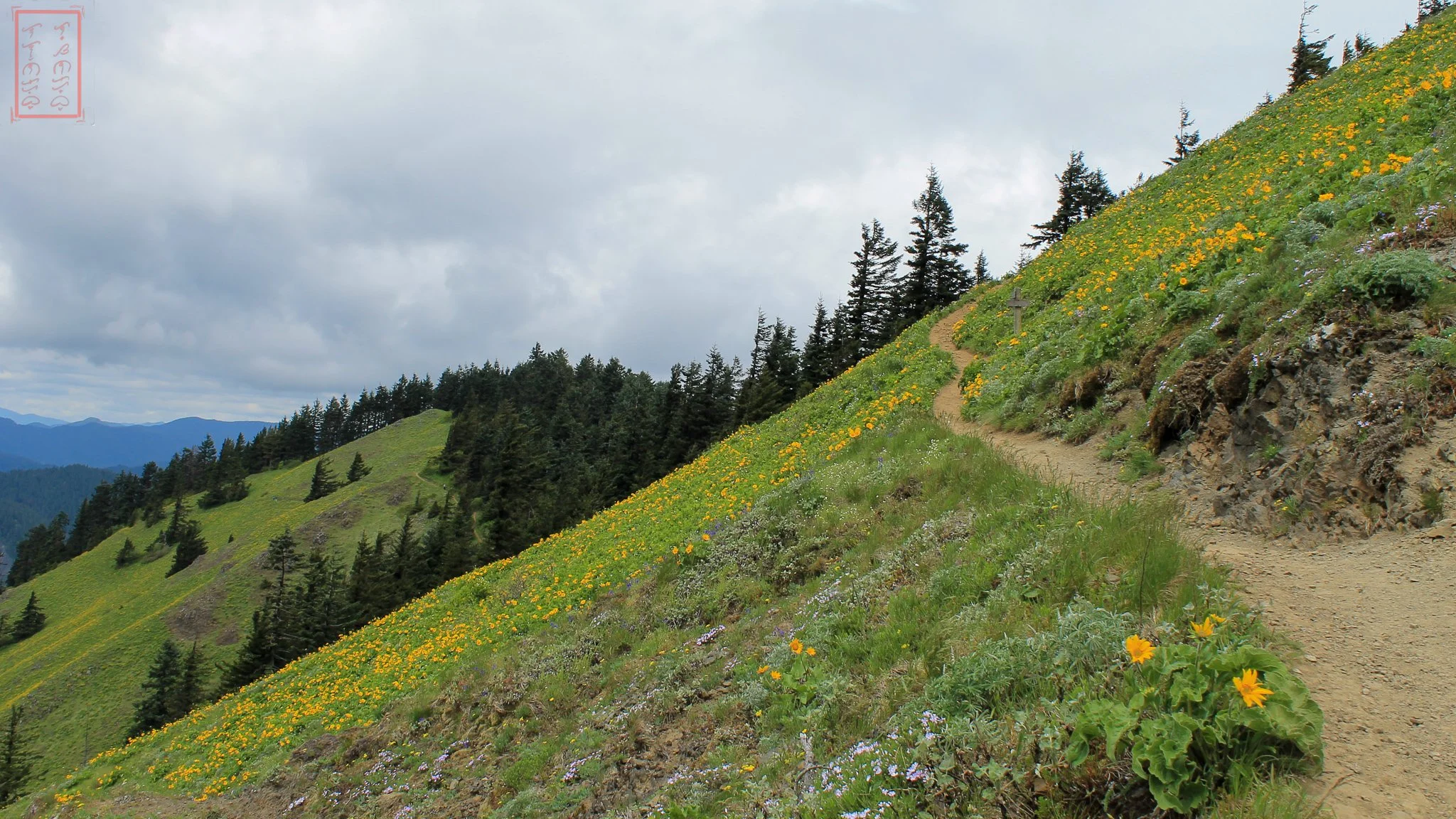 WA: Dog Mountain