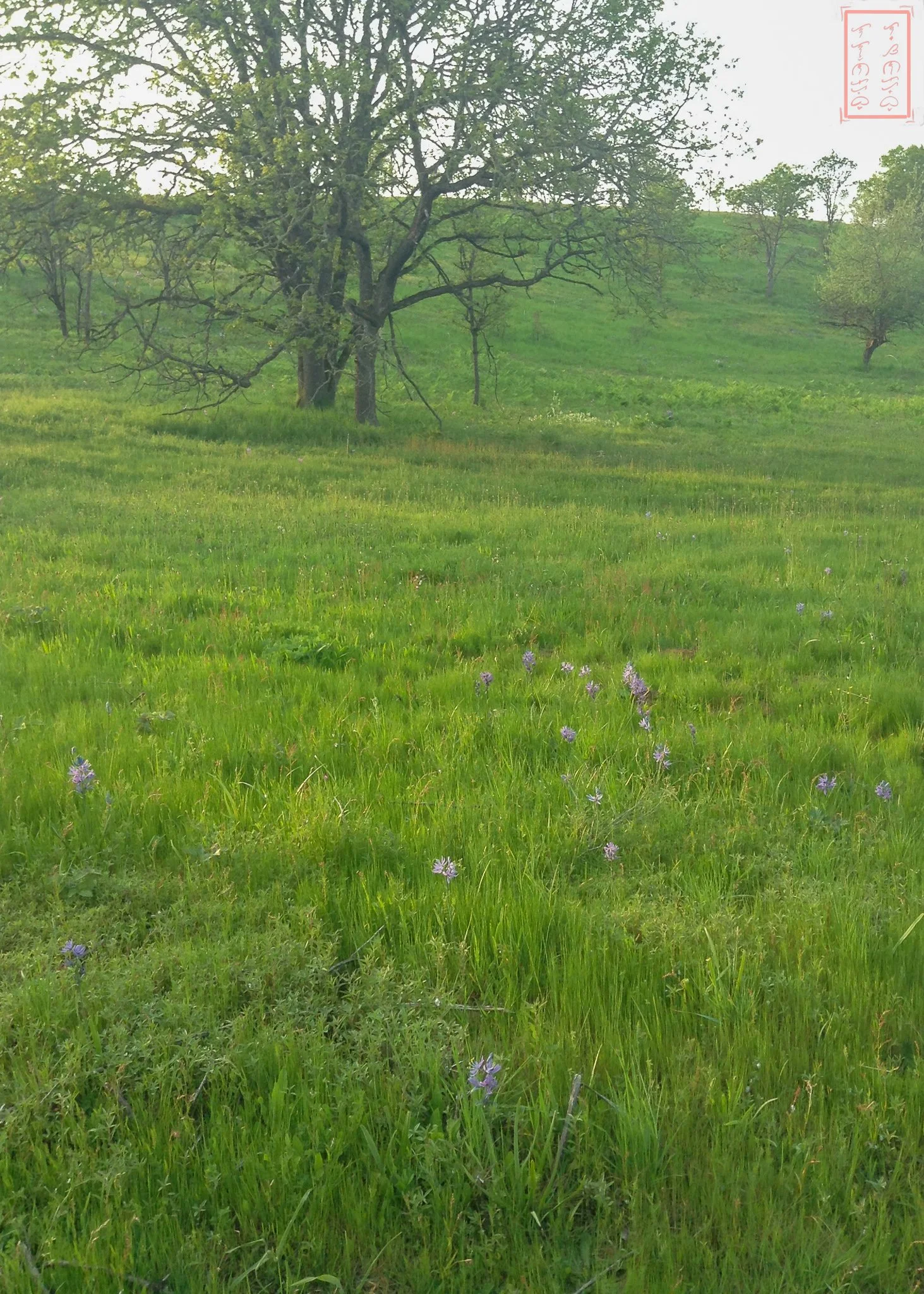 OR: William L. Finley National Wildlife Refuge
