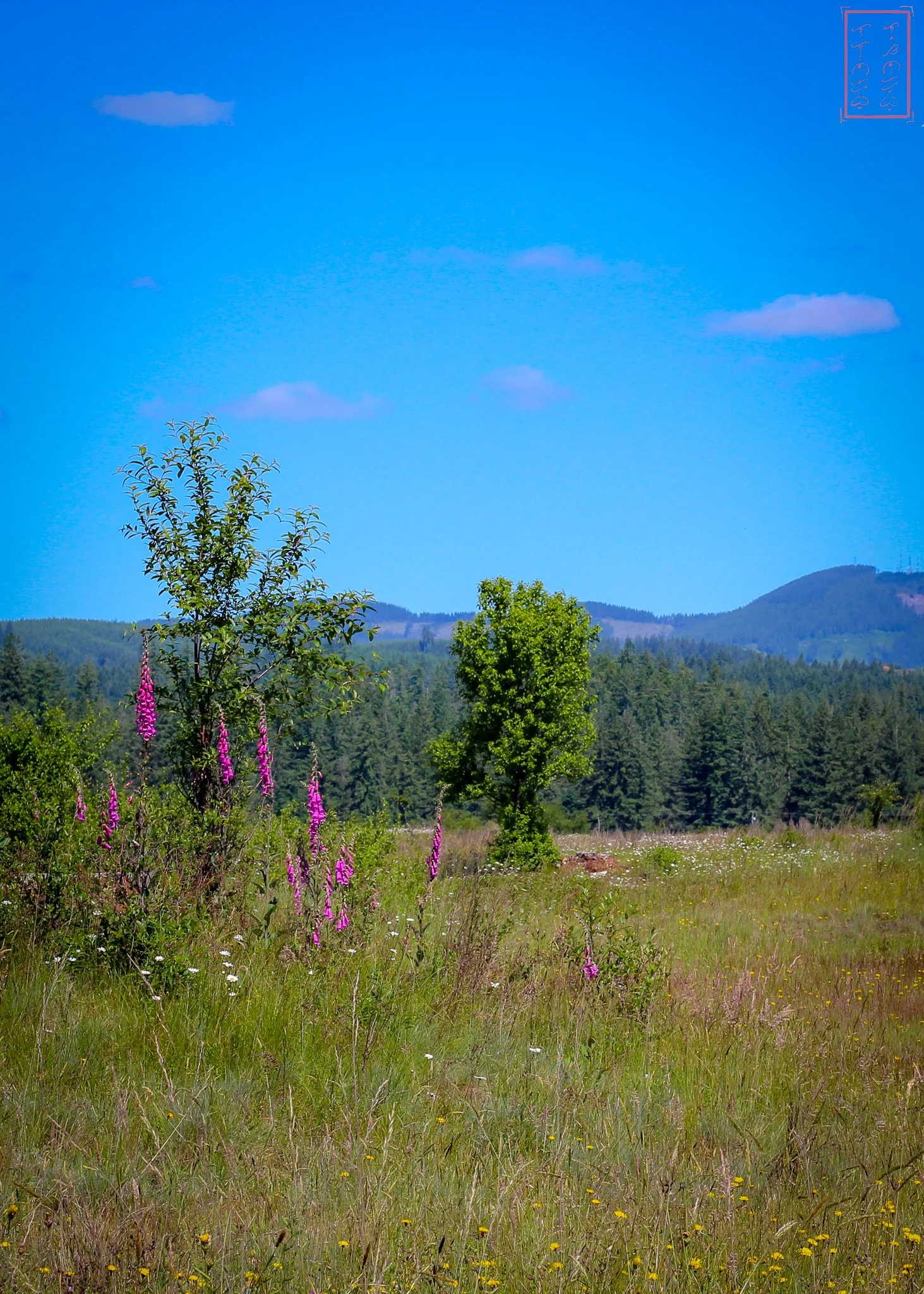 WA: Mima Mounds