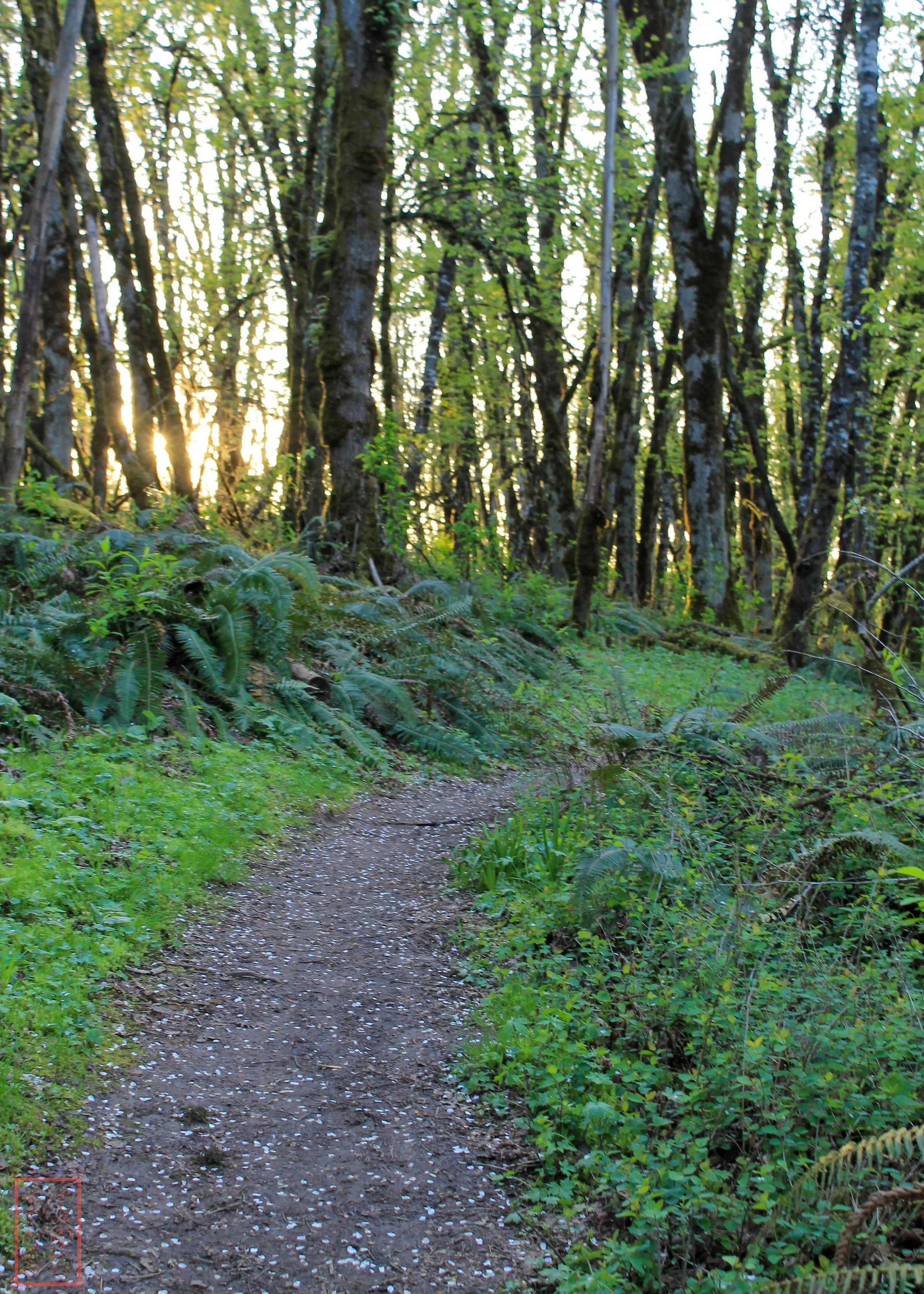 OR: Baskett Slough