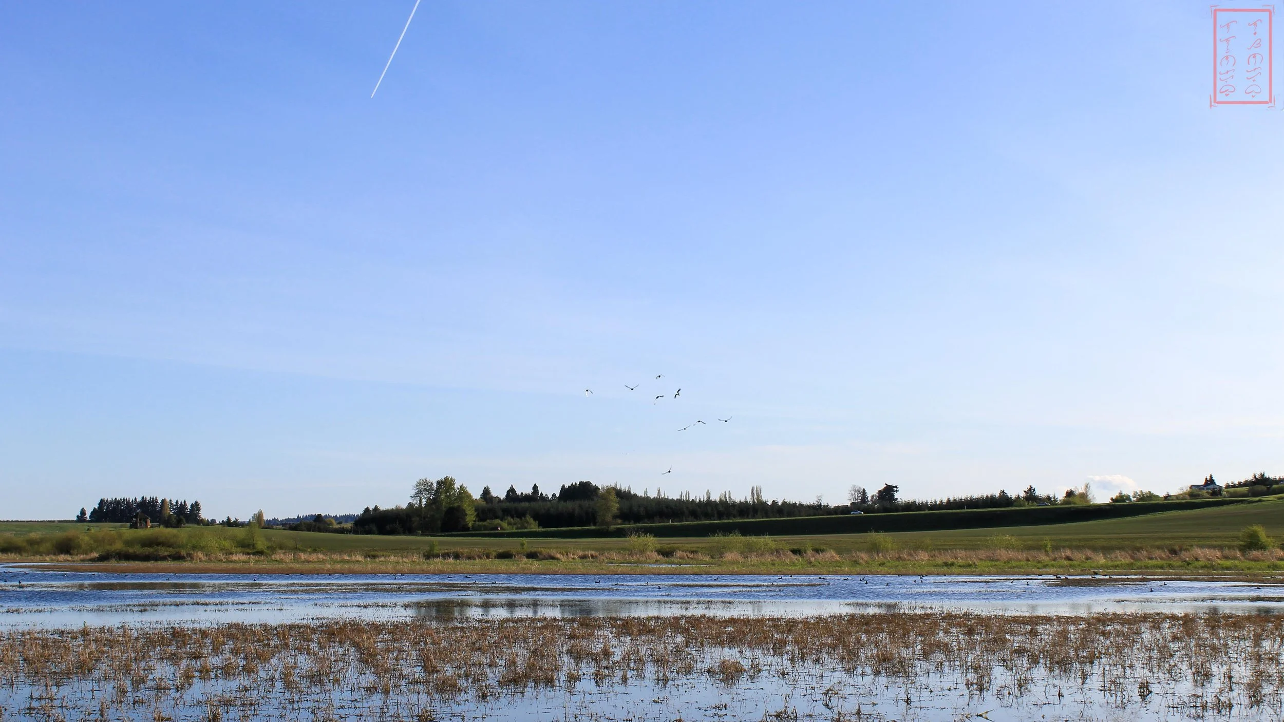 OR: Baskett Slough