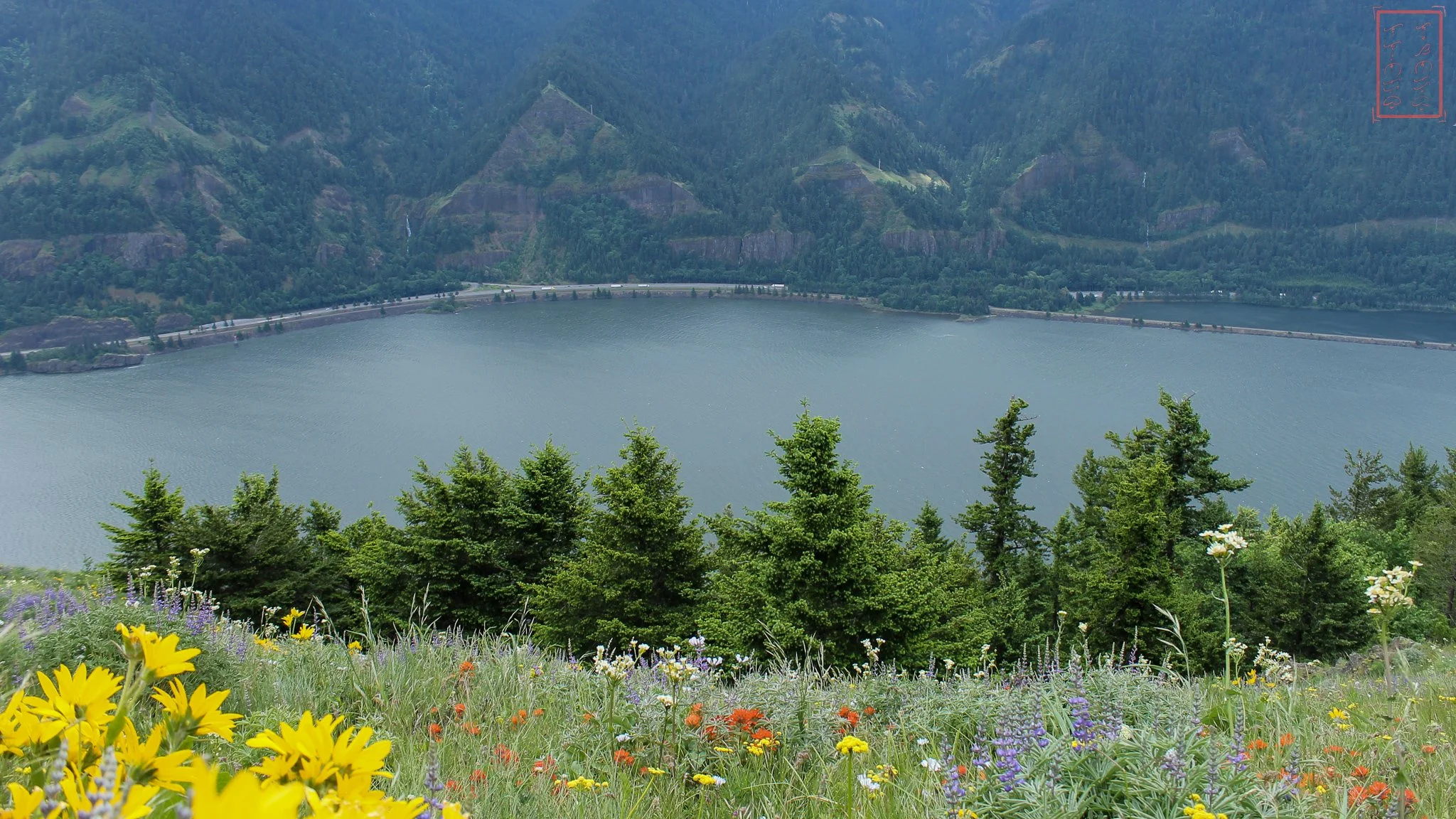 WA: Dog Mountain