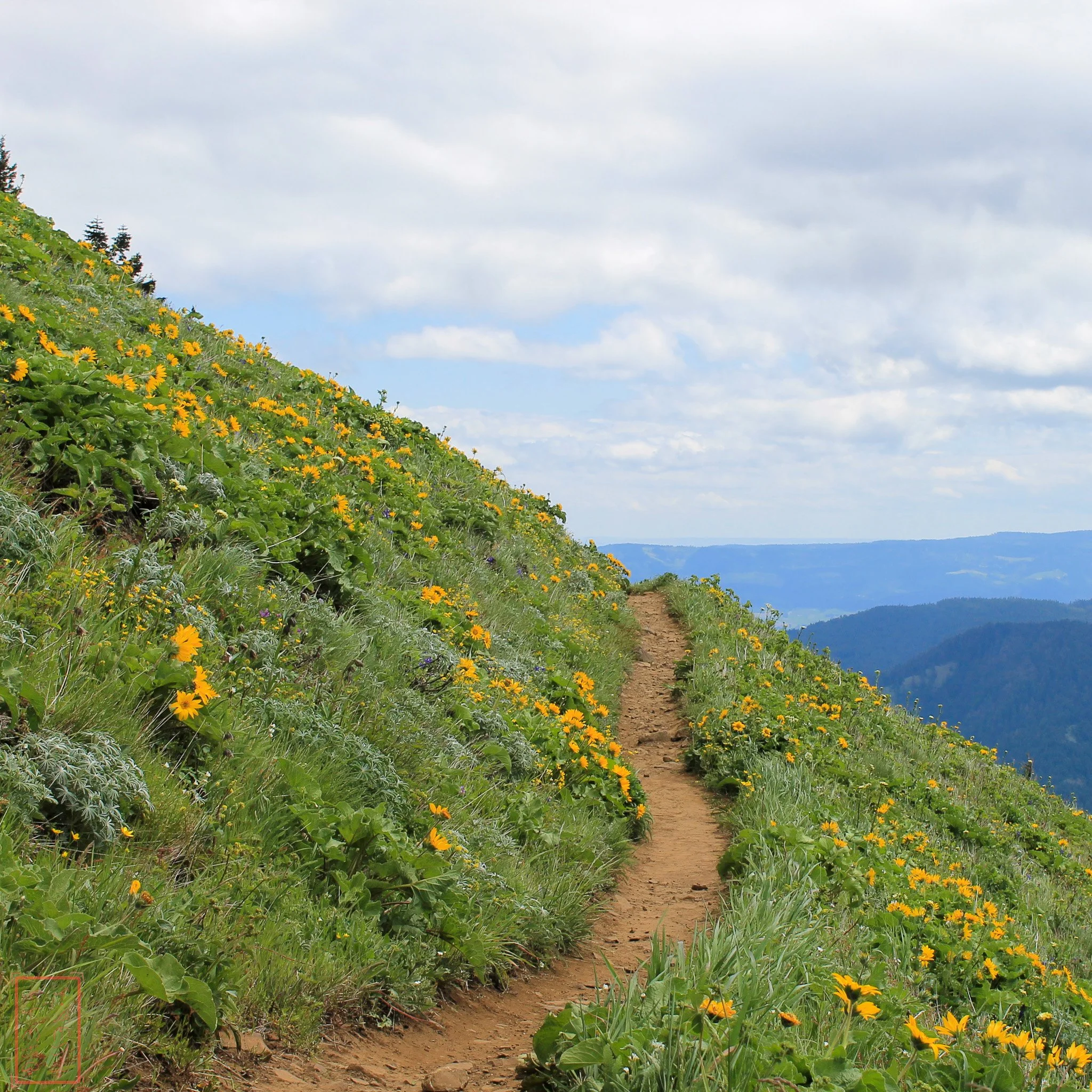 WA: Dog Mountain