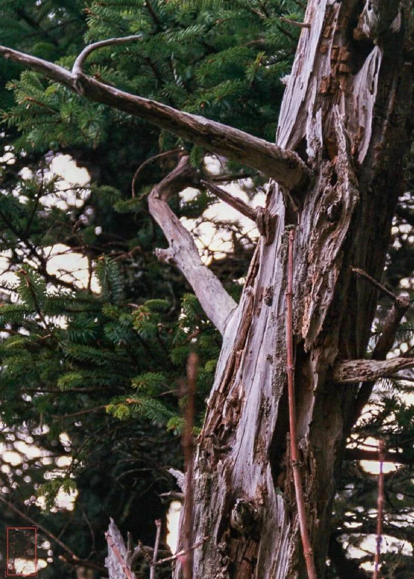 OR: Cape Lookout