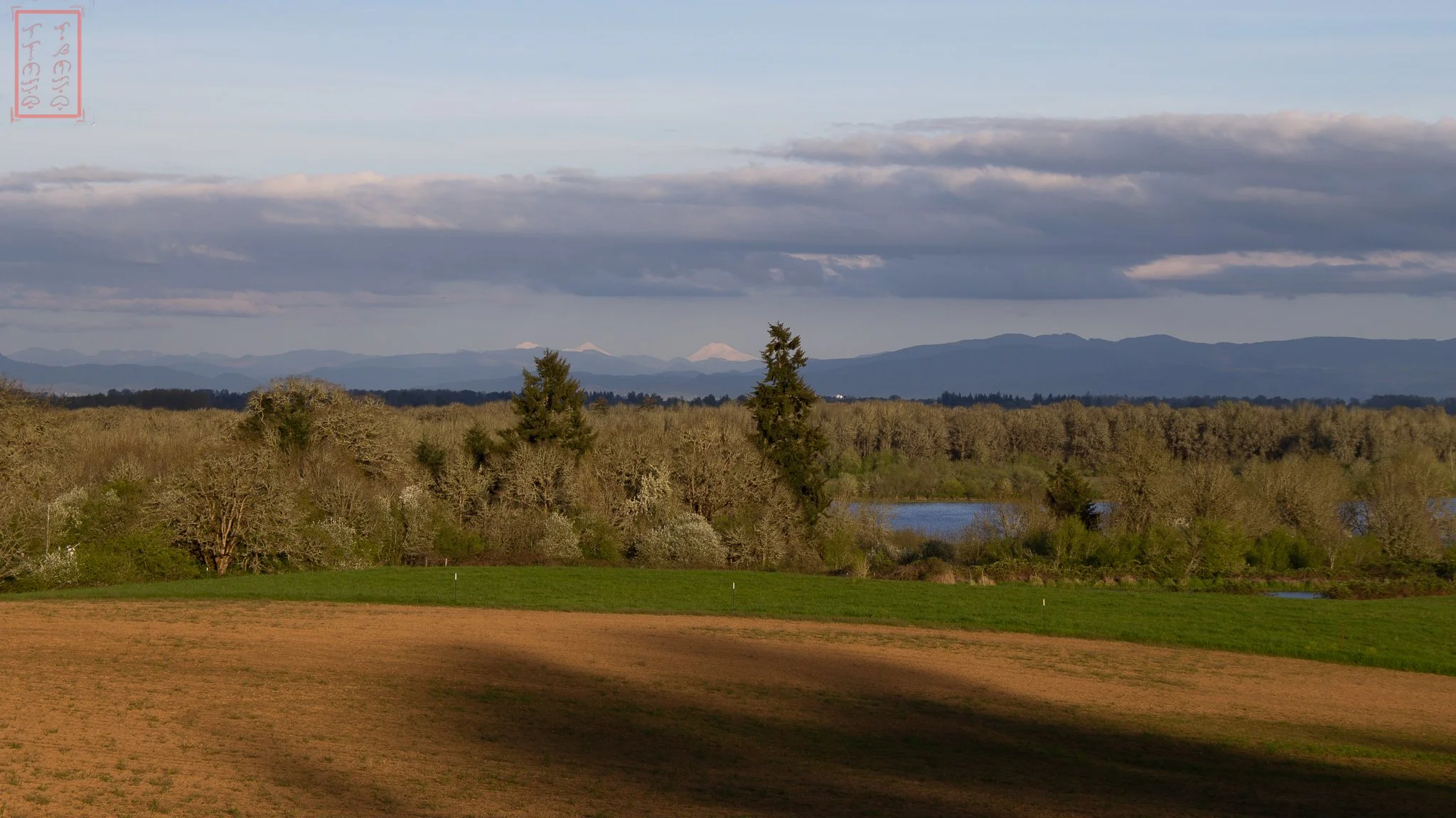 Willamette River and Tributaries Gallery Forest