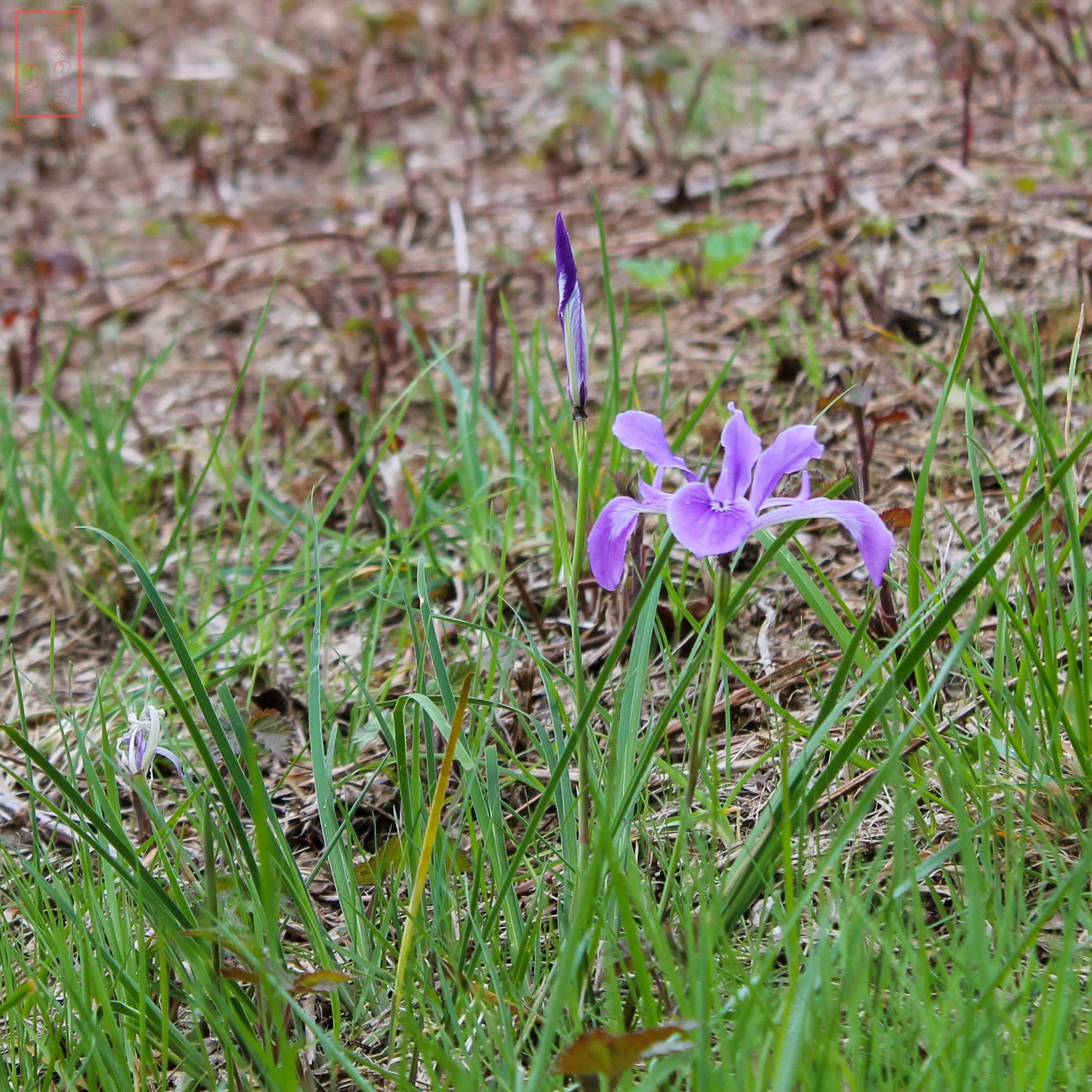 OR: William L. Finley National Wildlife Refuge
