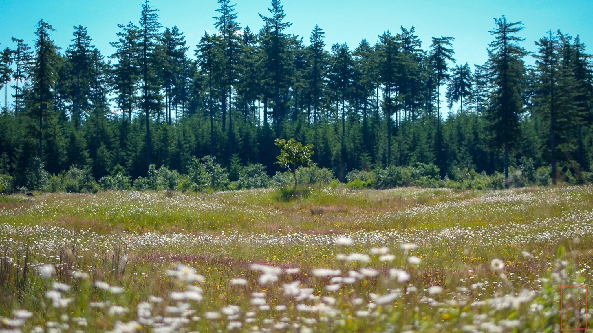 WA: Mima Mounds
