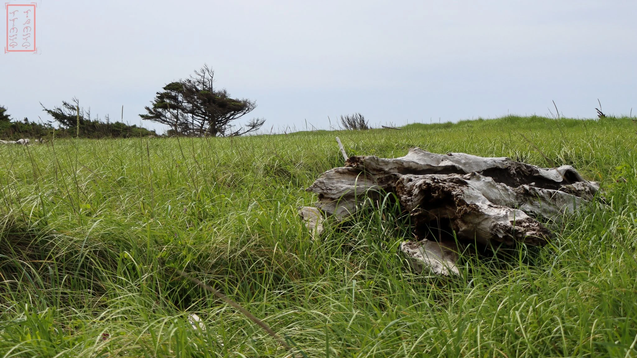 WA: Cape Disappointment