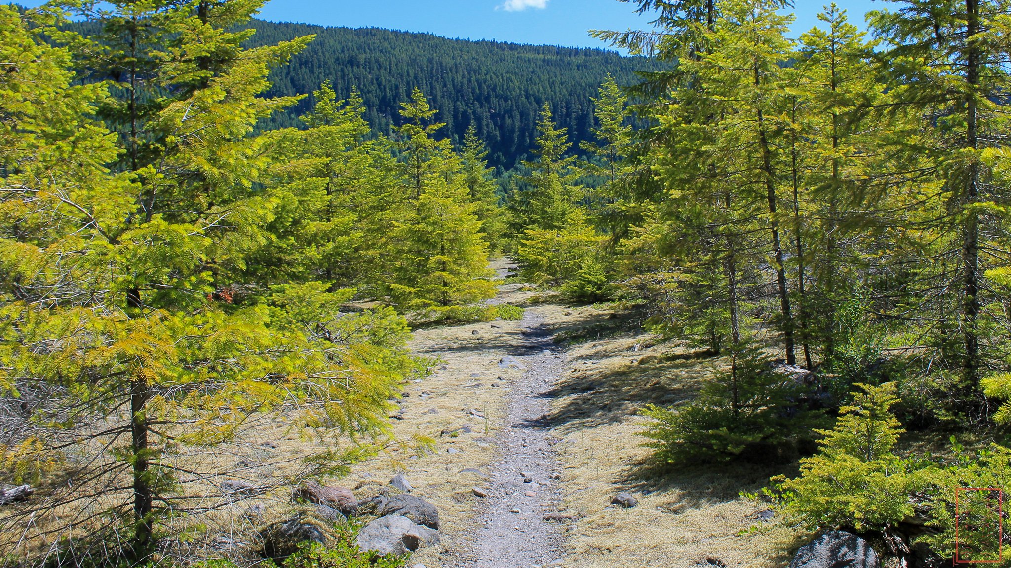 WA: Lava Canyon