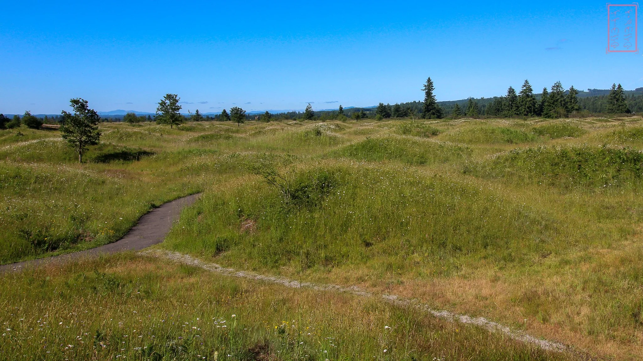 WA: Mima Mounds