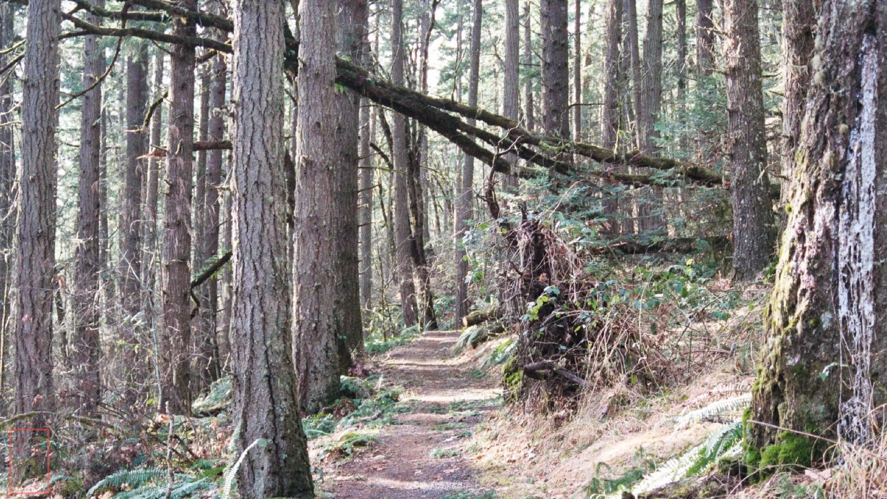 OR: Chip Ross Park and Dimple Hill