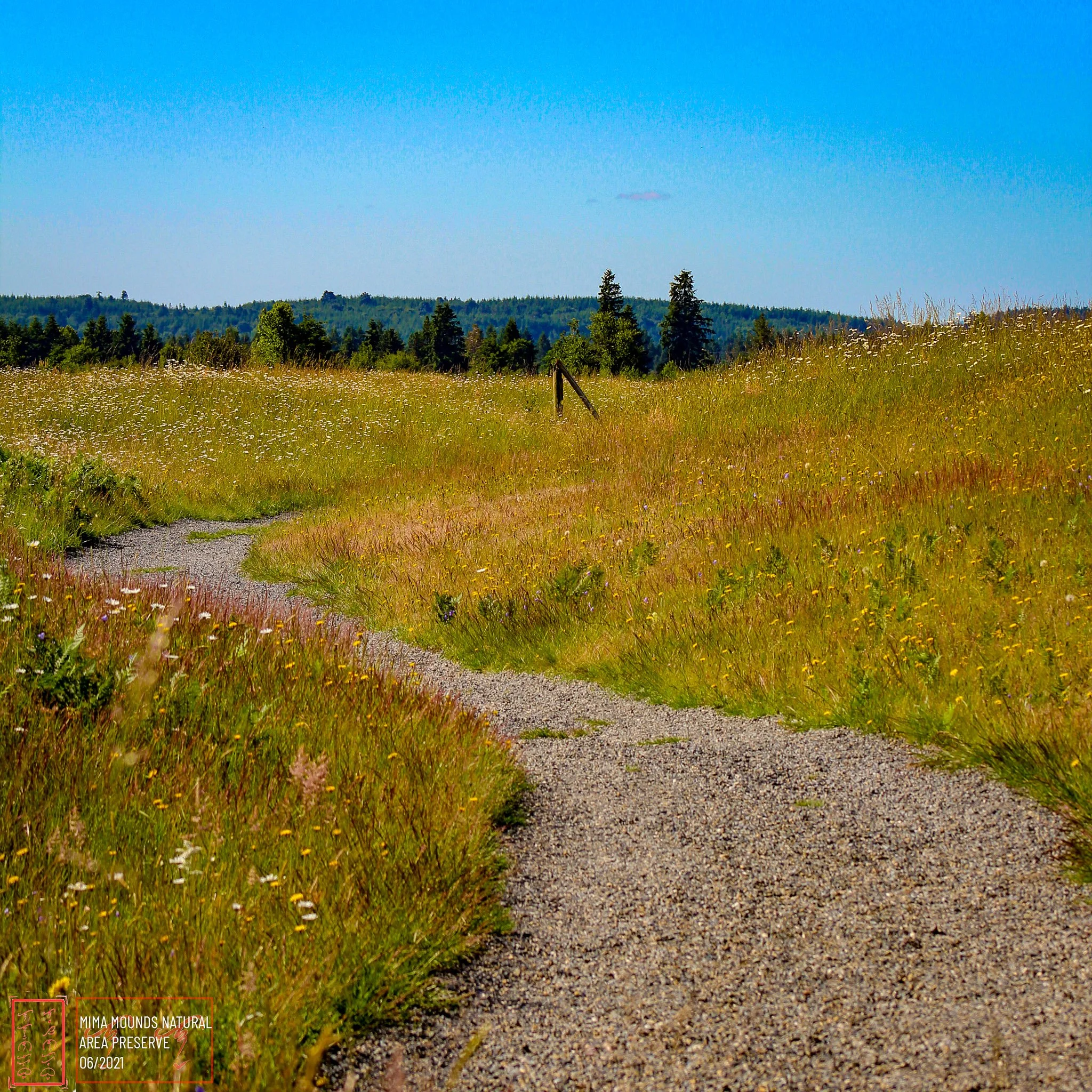 WA: Mima Mounds